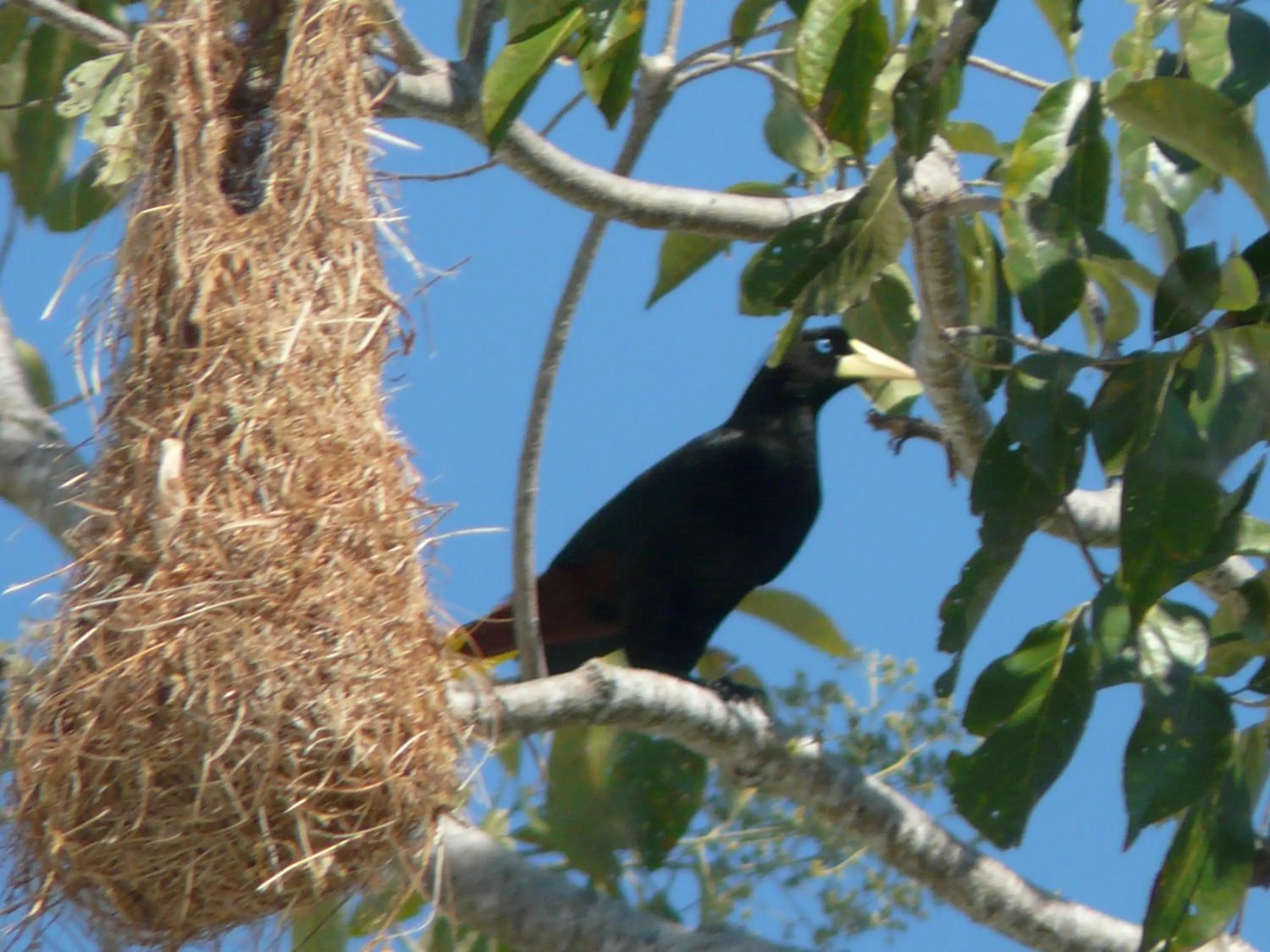 Boca Brava Lodge