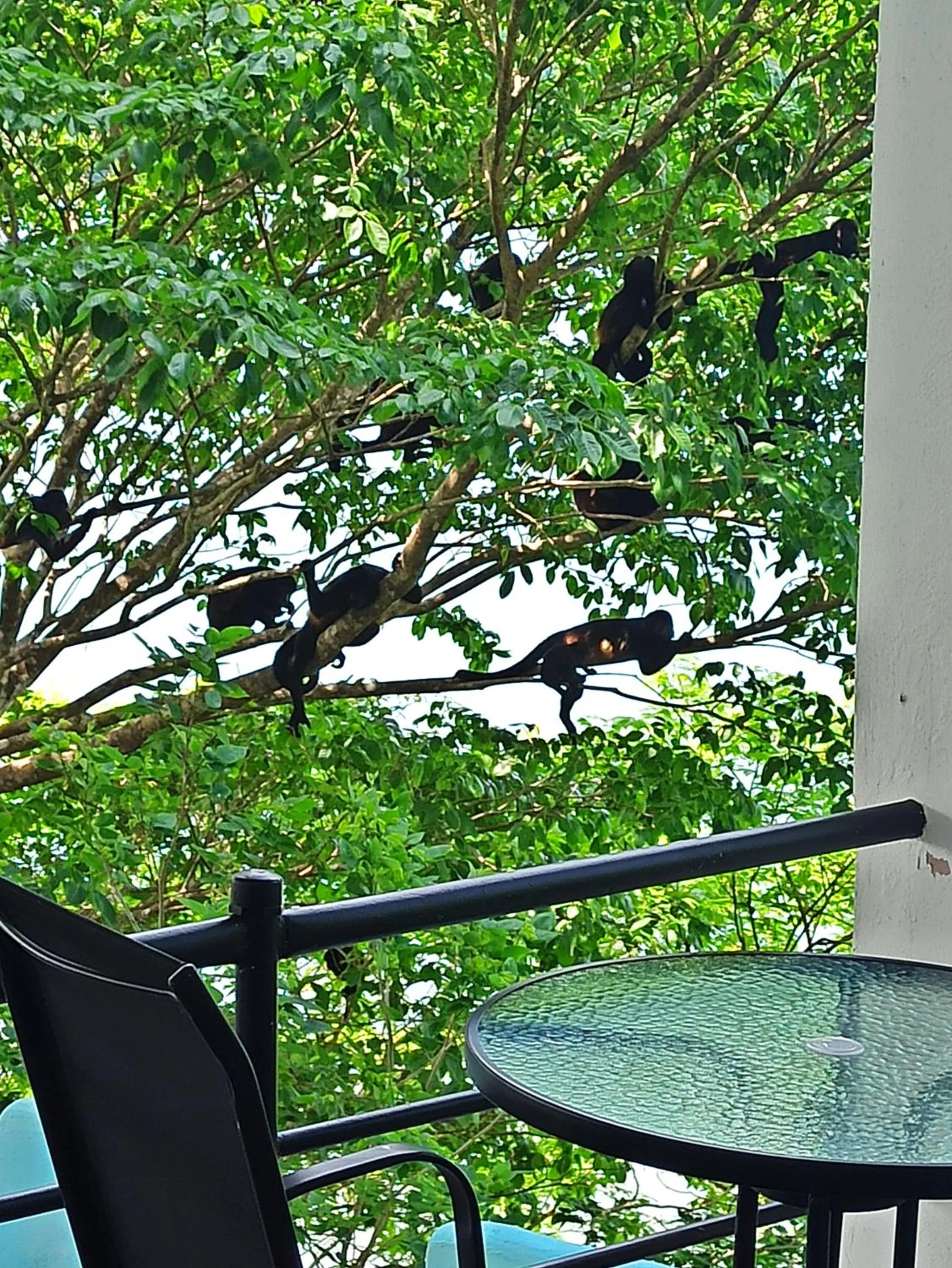 Restaurant/places to eat in Boca Brava Lodge