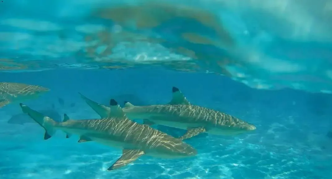 Natural landscape in Moorea Island Beach Hotel