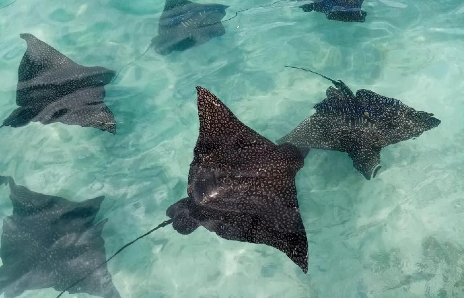 Natural landscape in Moorea Island Beach Hotel