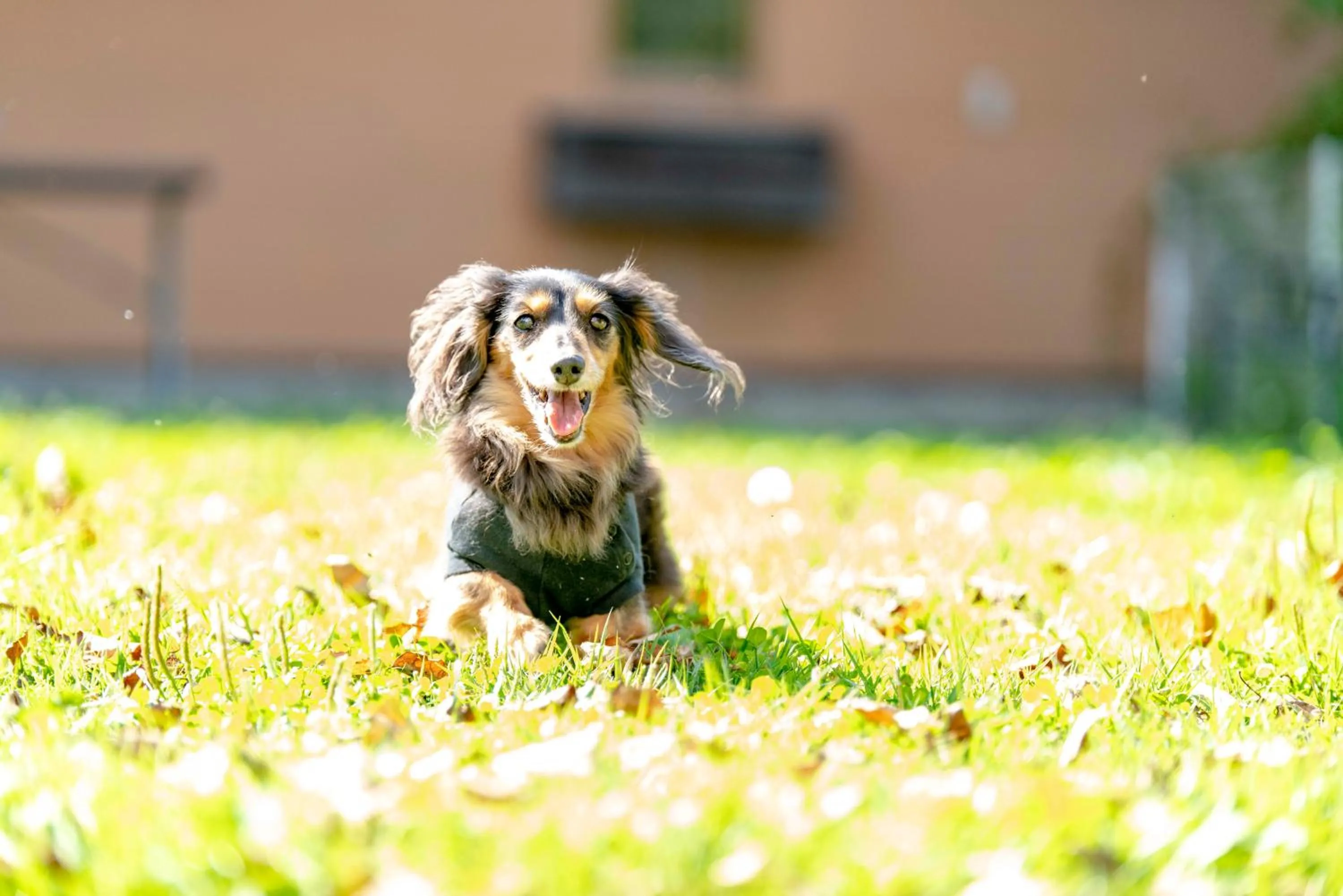 Pets in Sora Hotel Karuizawa Outlet