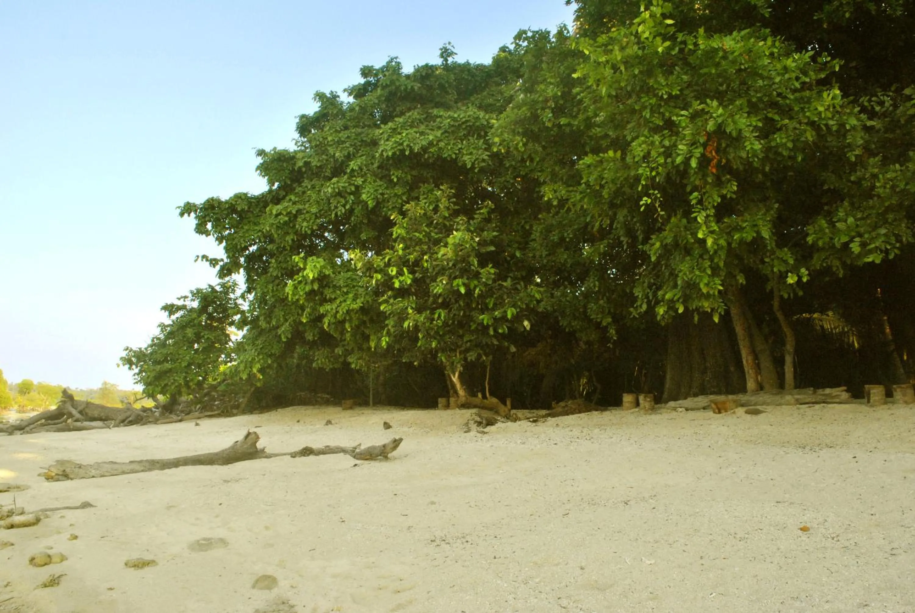 Beach in Sea Shell Neil