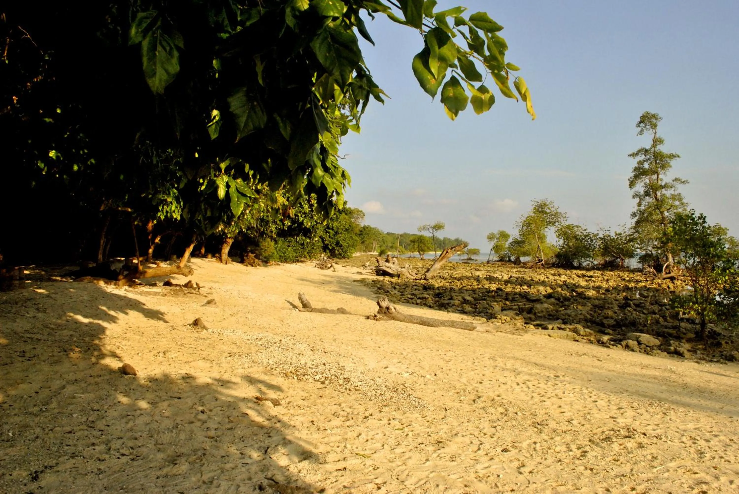 Beach in Sea Shell Neil