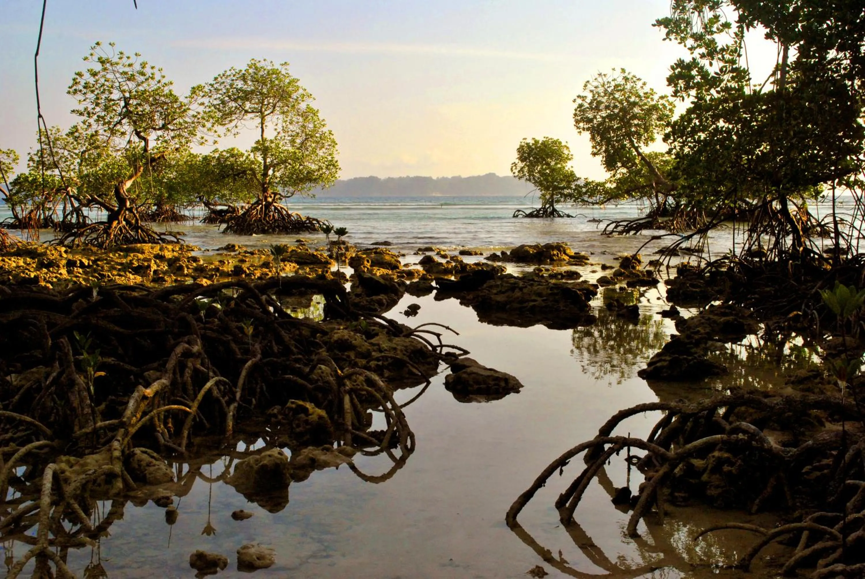 Natural landscape in Sea Shell Neil