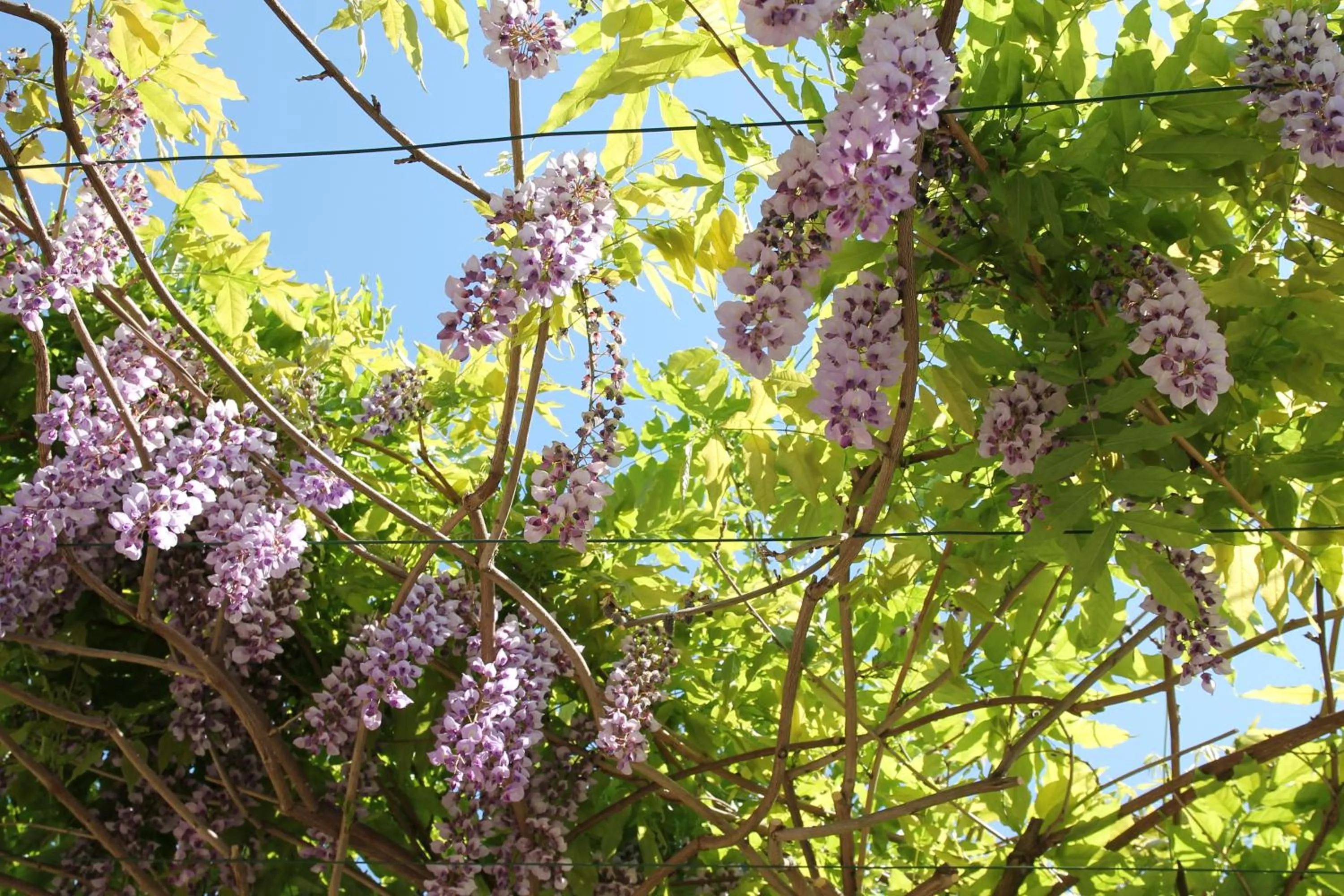 Spring in Hotel des Eaux
