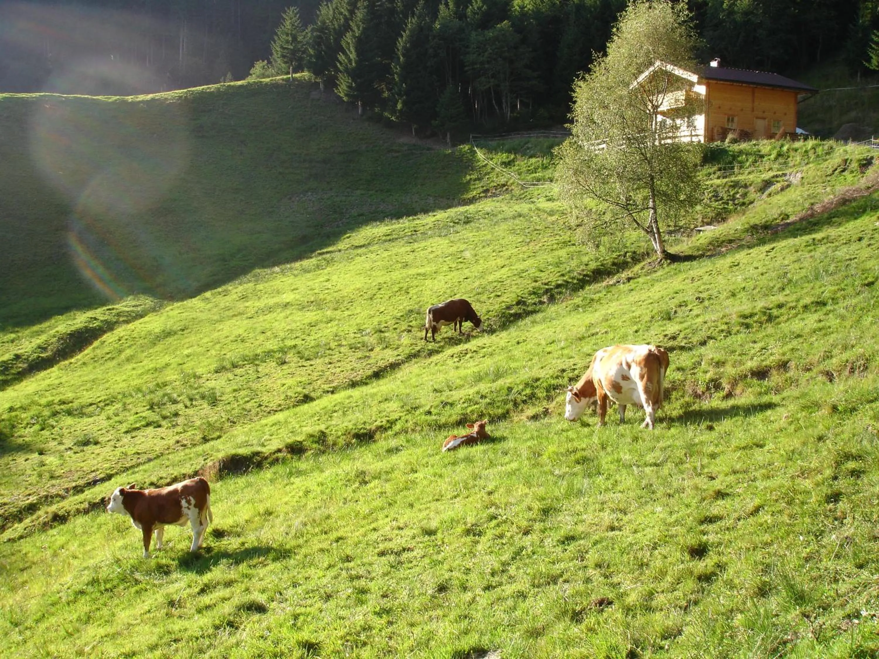 Animals in Apartment Haus am See