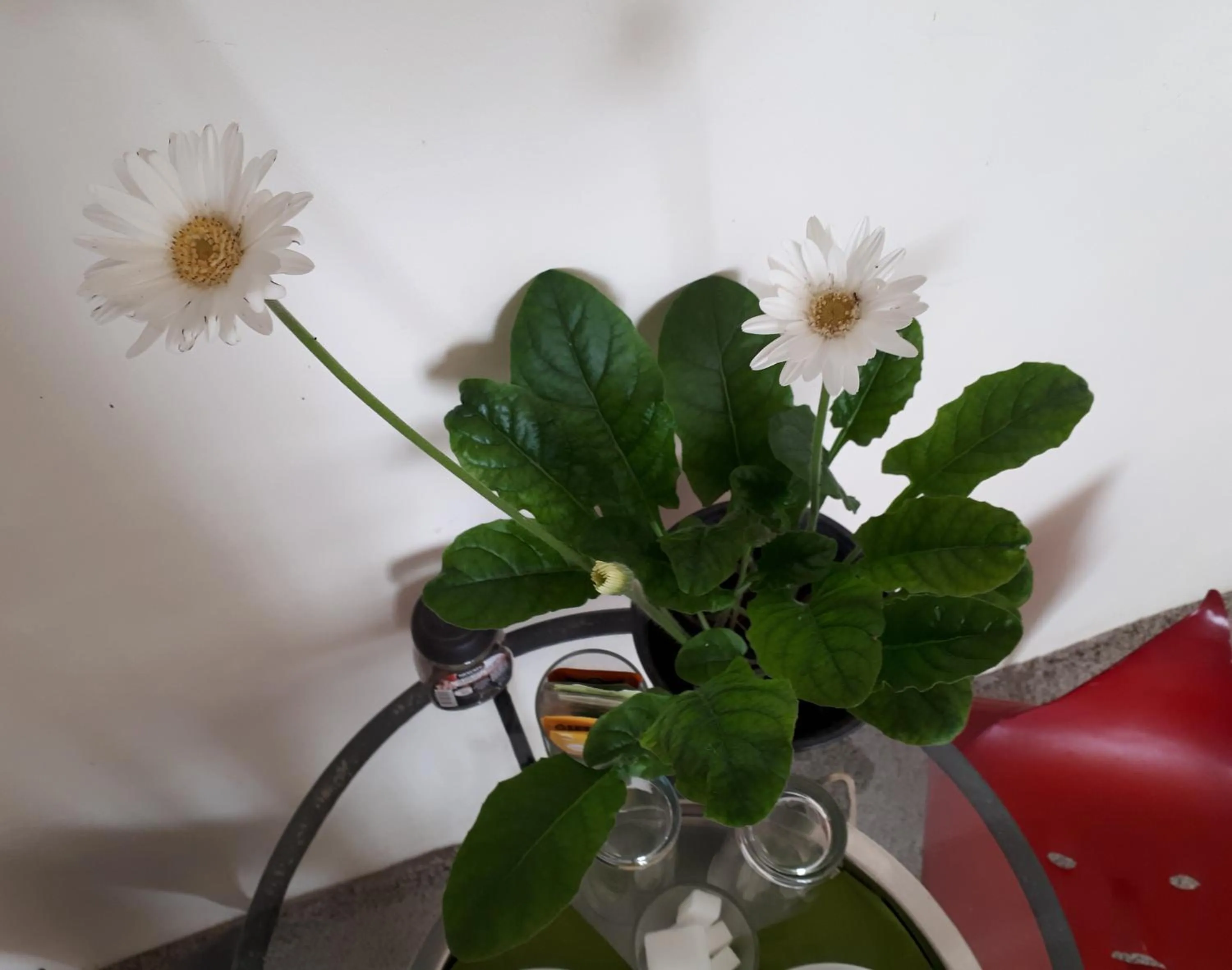 Decorative detail in Ô Anges