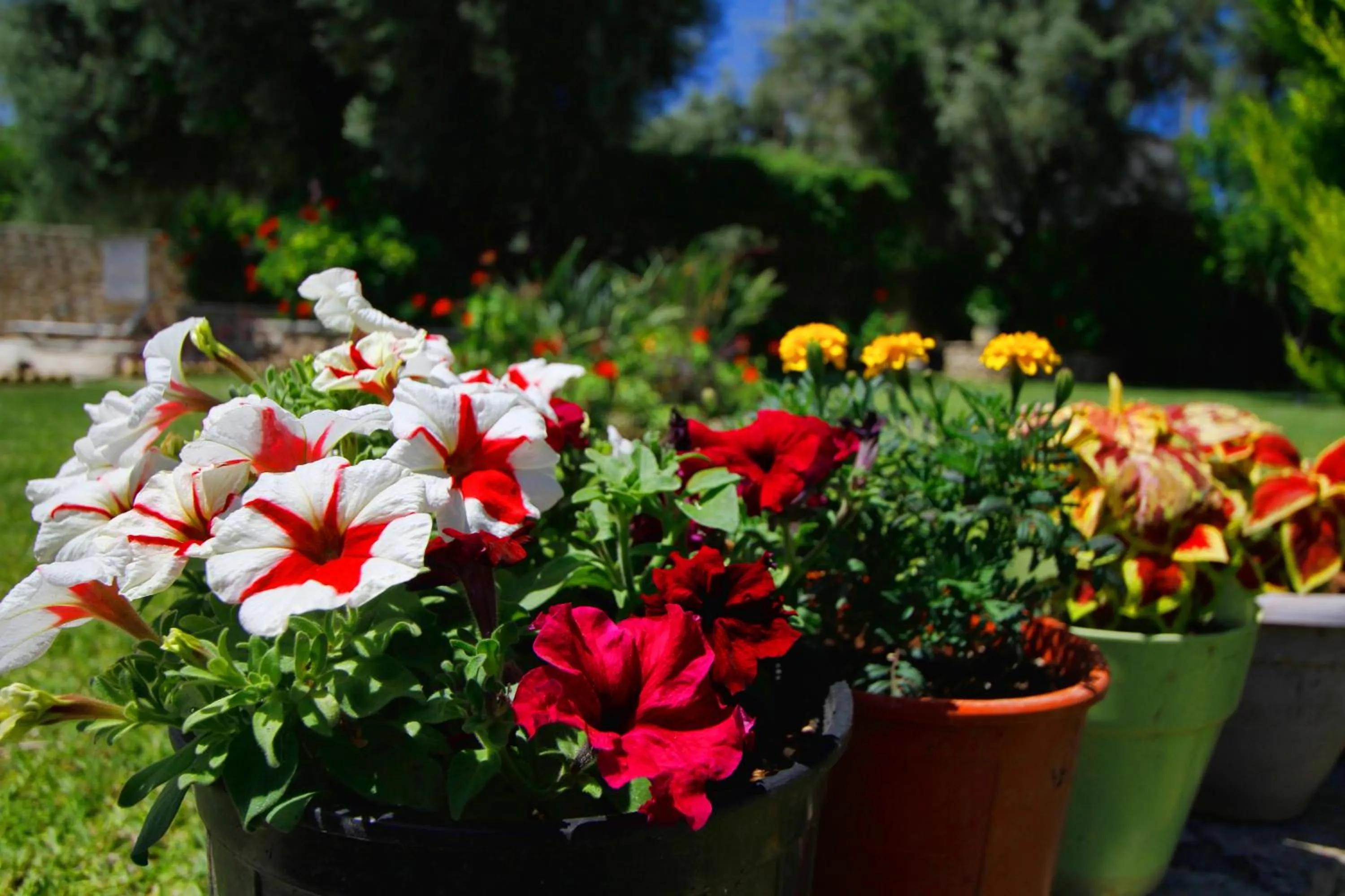 Garden in Saint Thomas Village