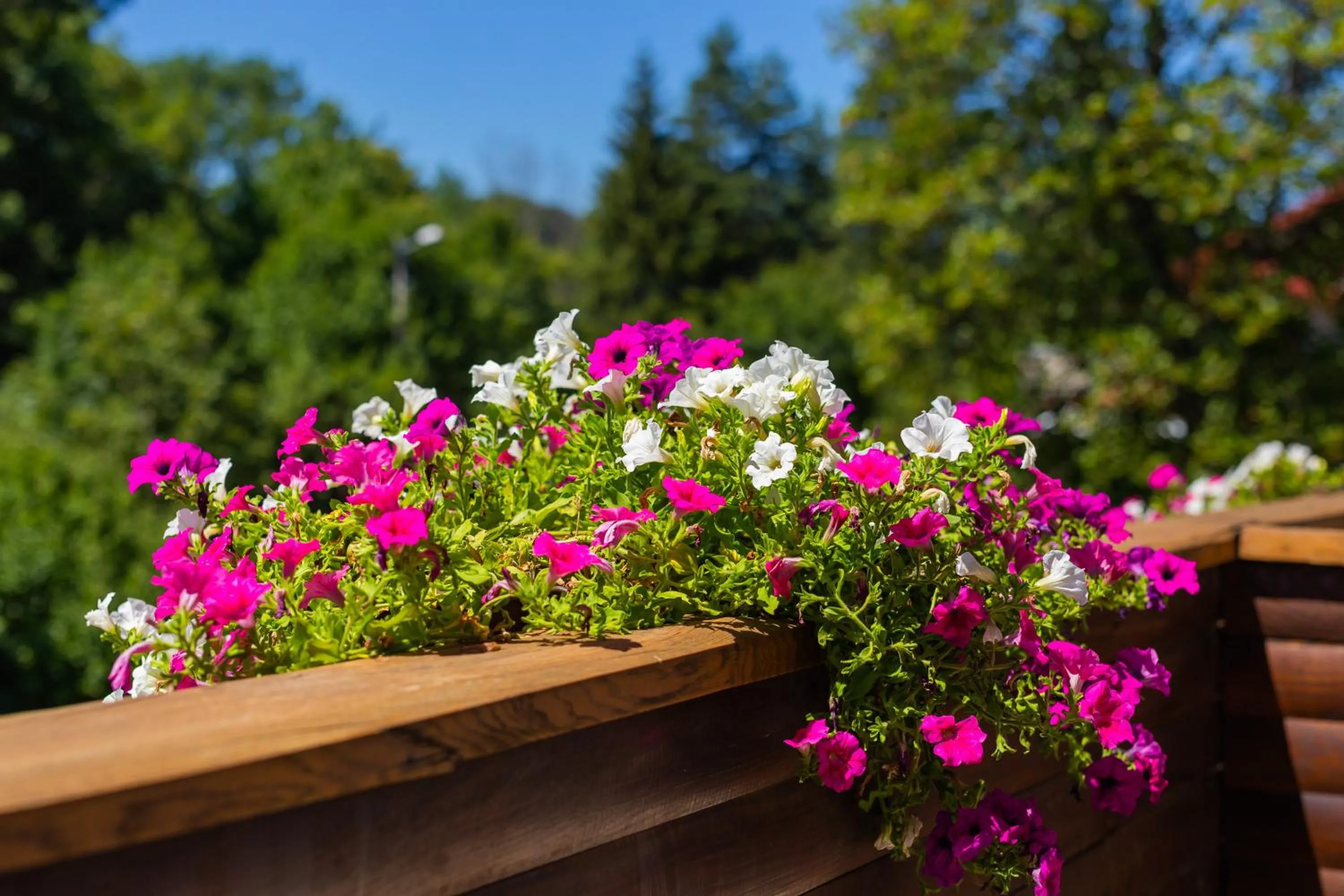 Spring in Golden Lakes Rooms
