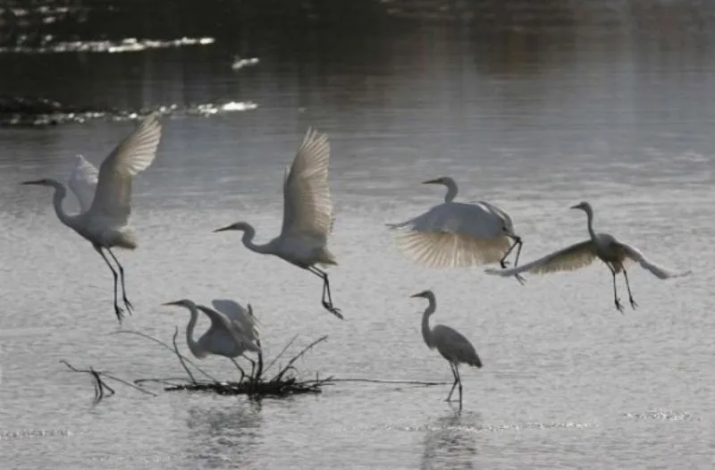 Animals in Hotel Diga