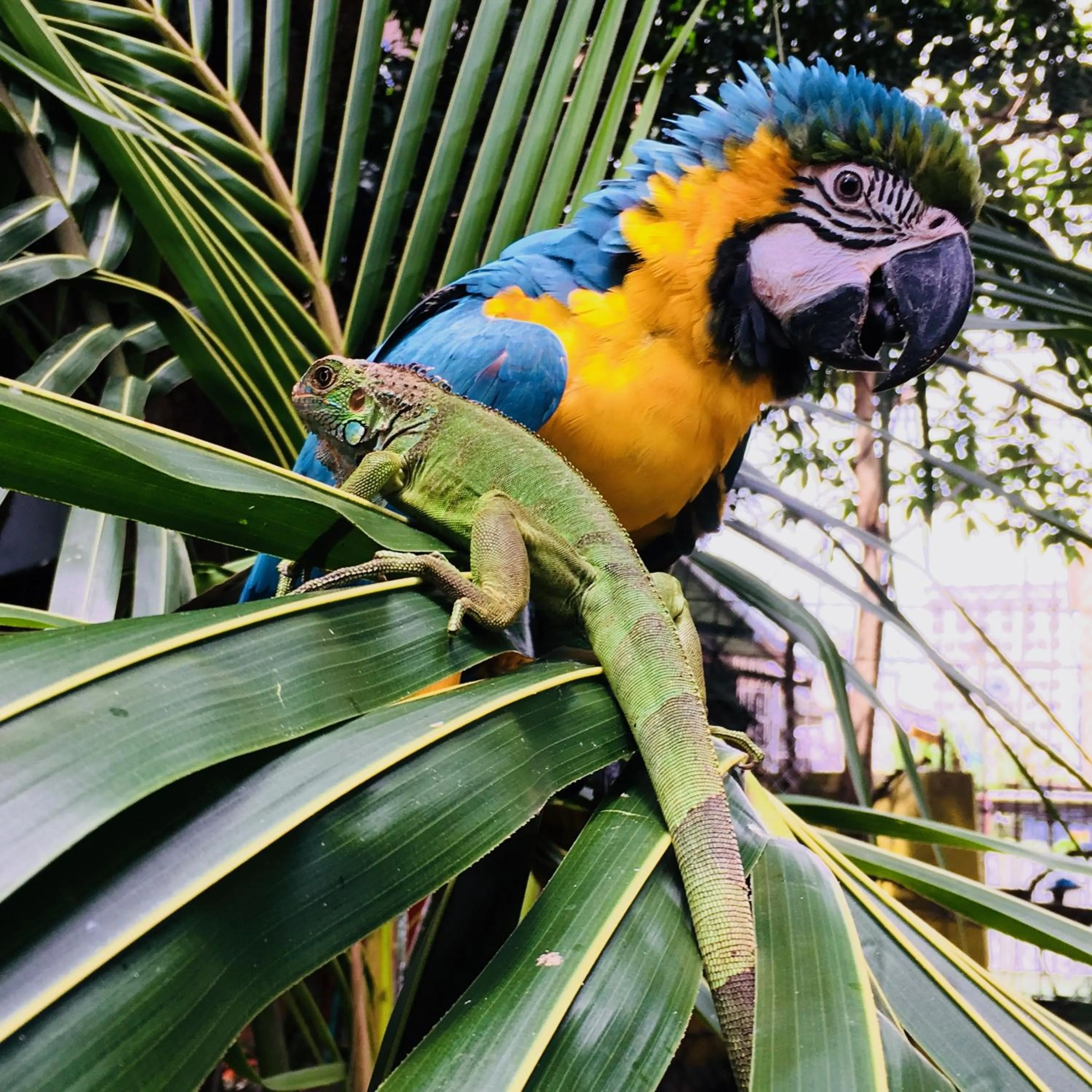 Pets in Panama House Bed & Breakfast