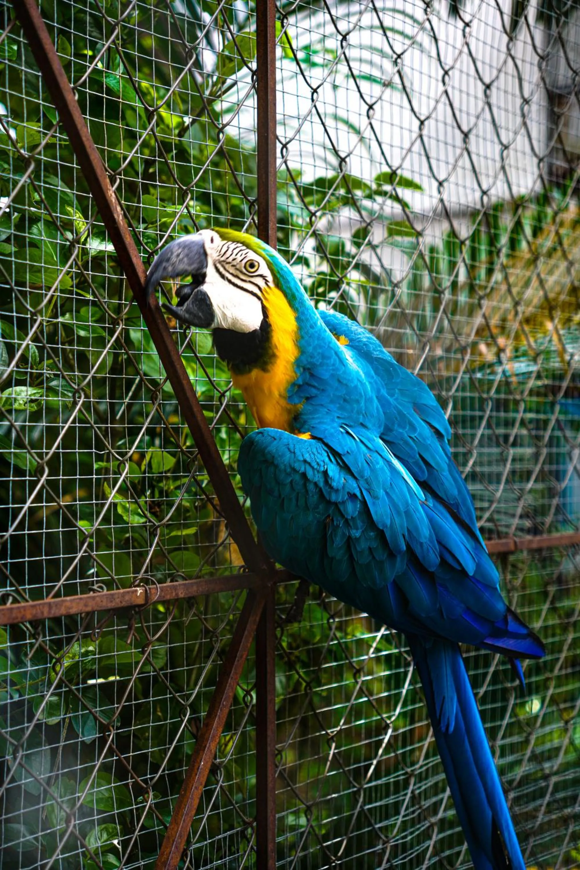 Pets in Panama House Bed & Breakfast