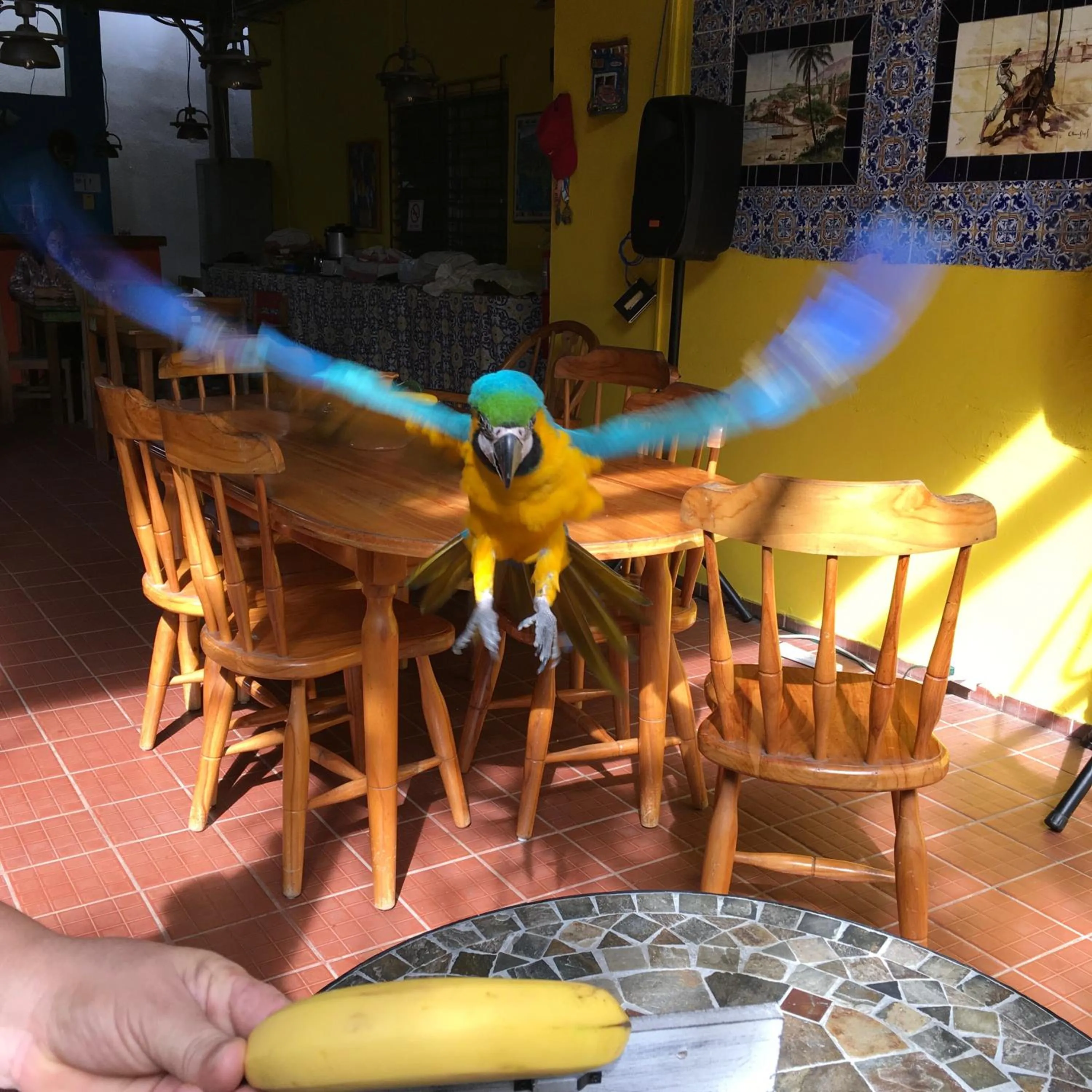 Pets in Panama House Bed & Breakfast