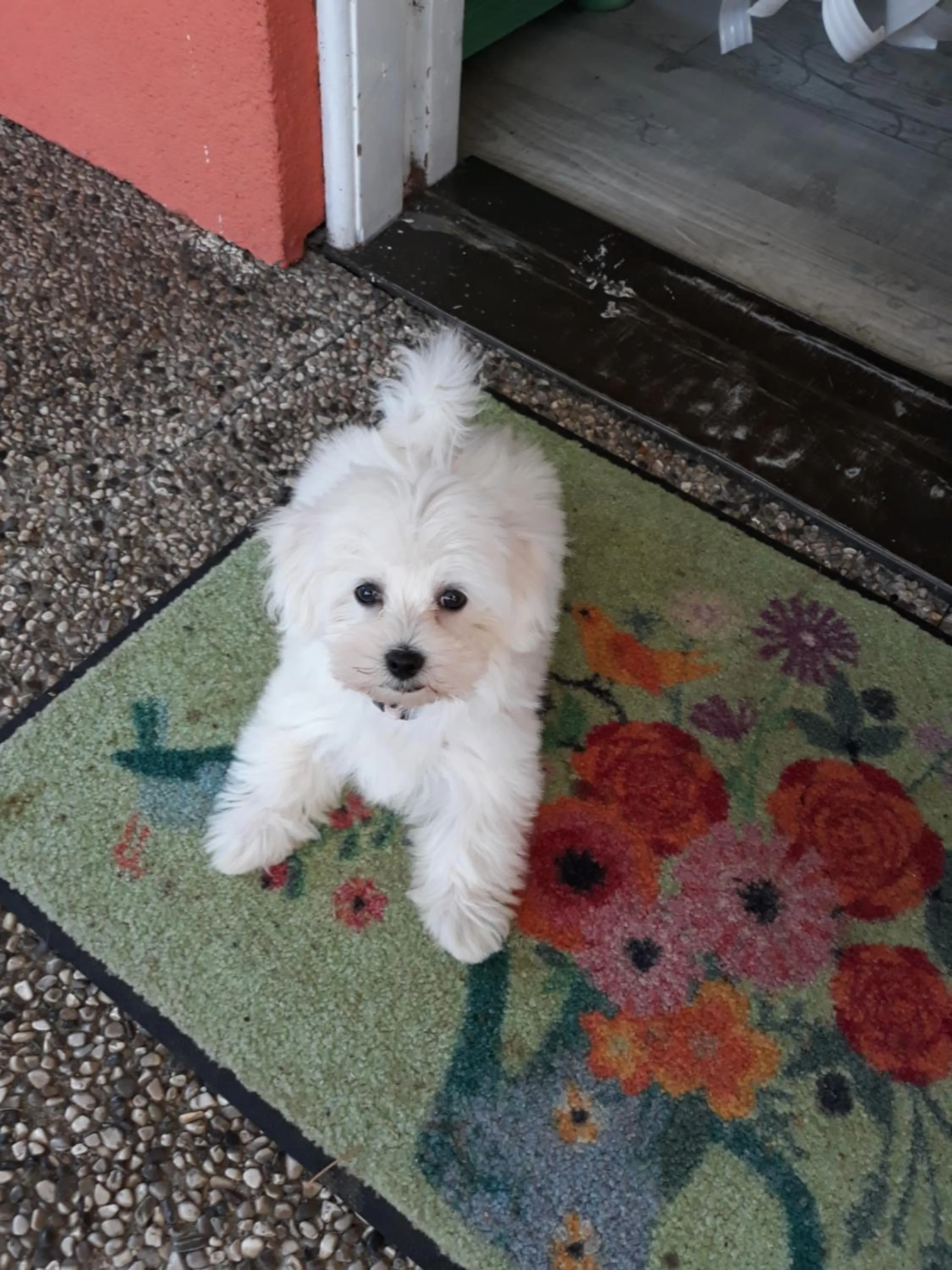 Animals in Landhaus Noreia