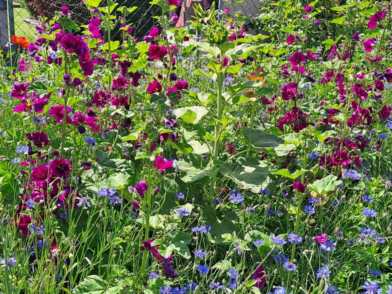 Summer in Landhaus Noreia