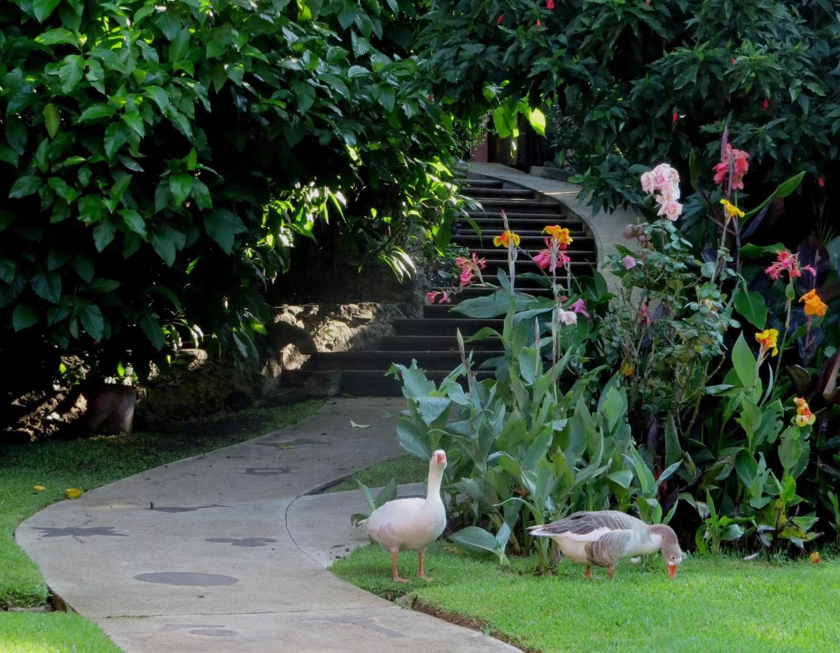Garden in Hotel Agua Blanca