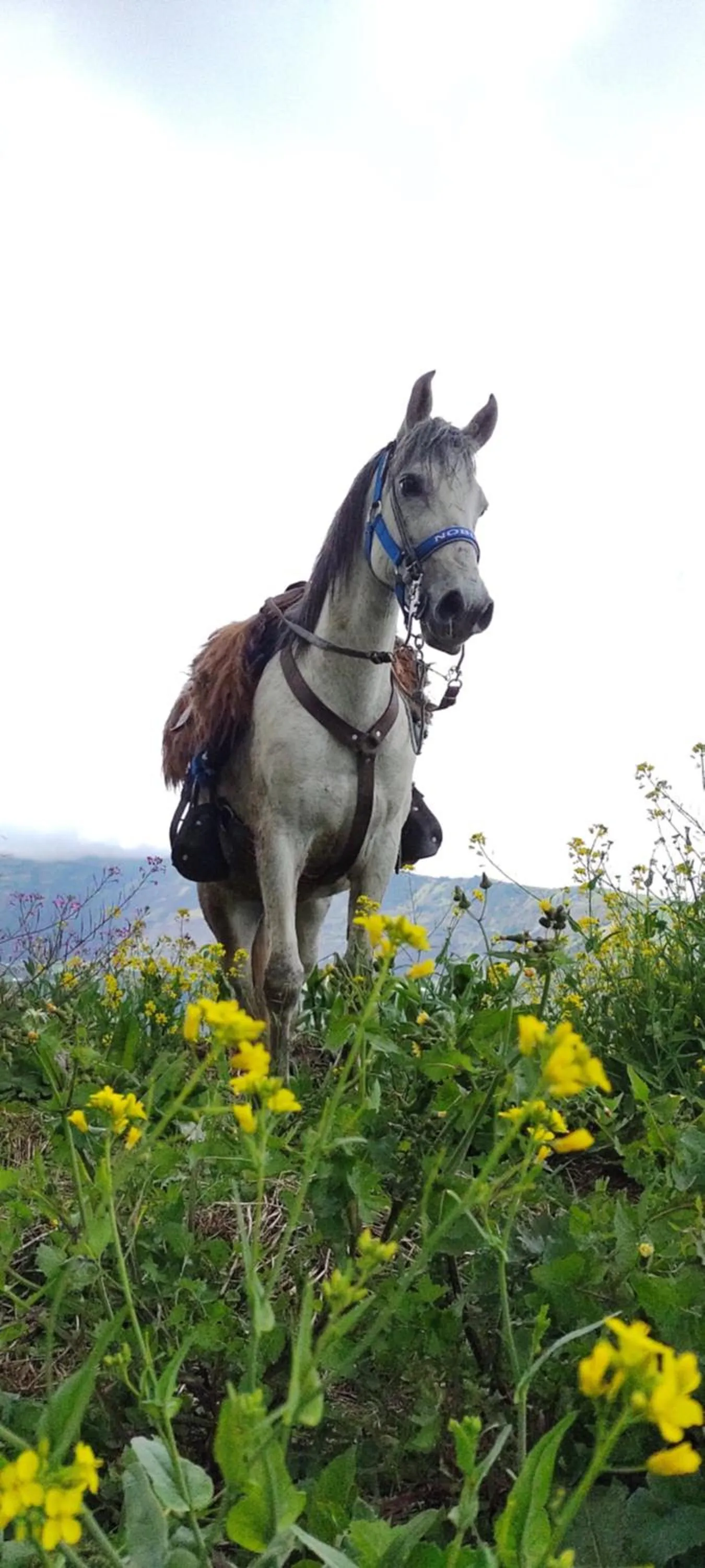 Horse-riding in Hotel y Spa Isla de Baños