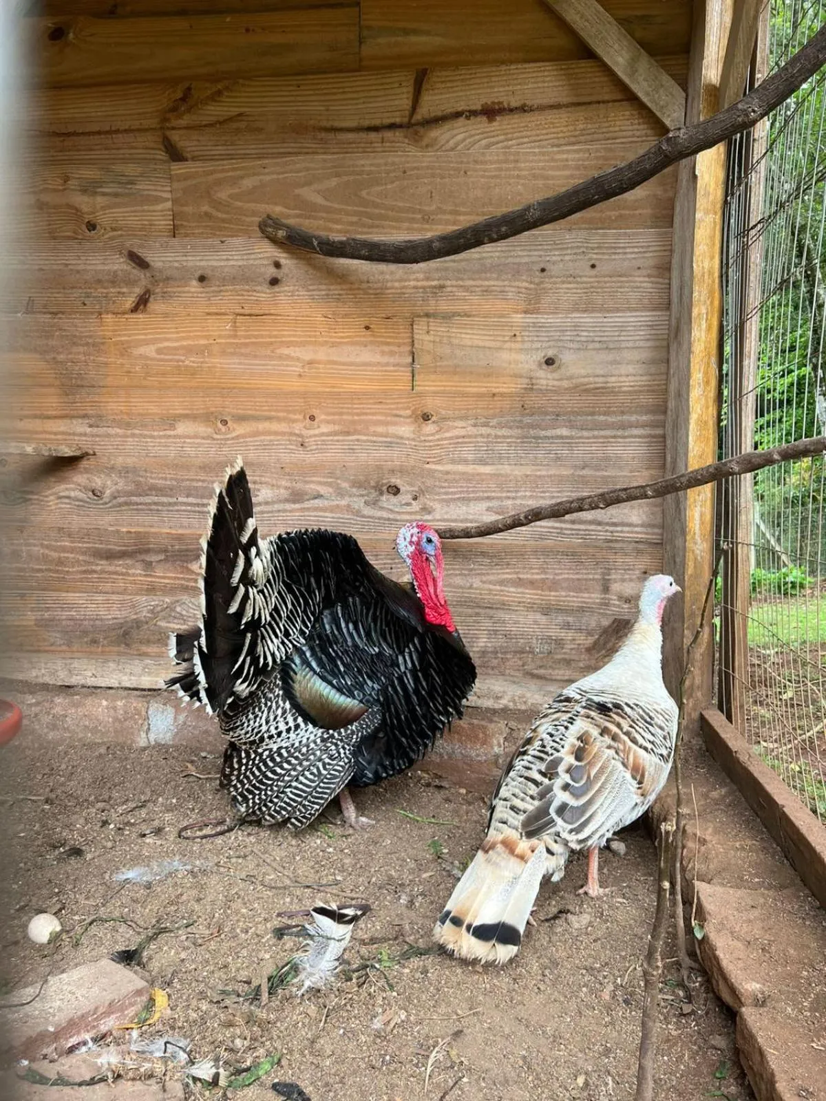 Animals in Pousada Maibe Amanhecer na Serra