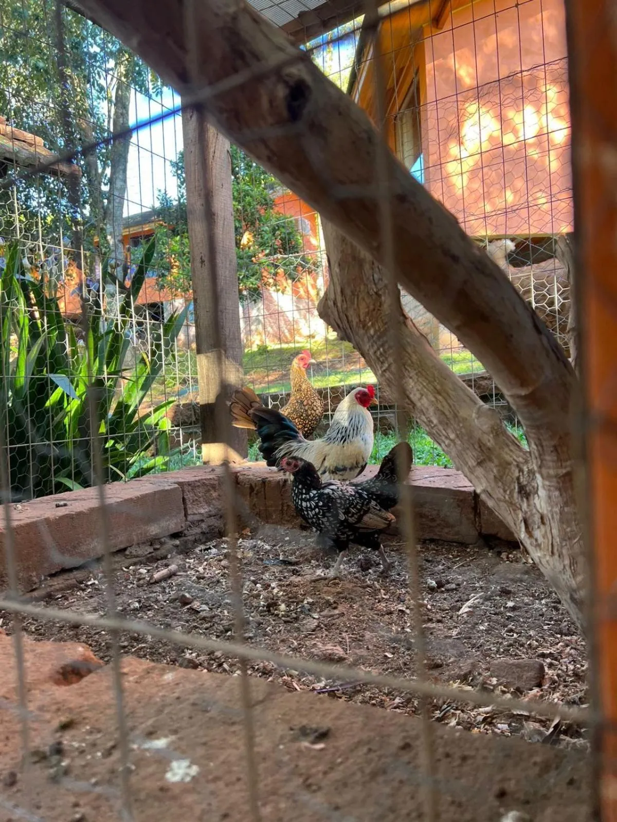 Animals in Pousada Maibe Amanhecer na Serra