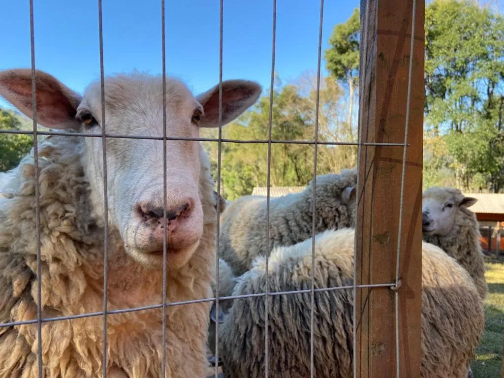 Animals in Pousada Maibe Amanhecer na Serra