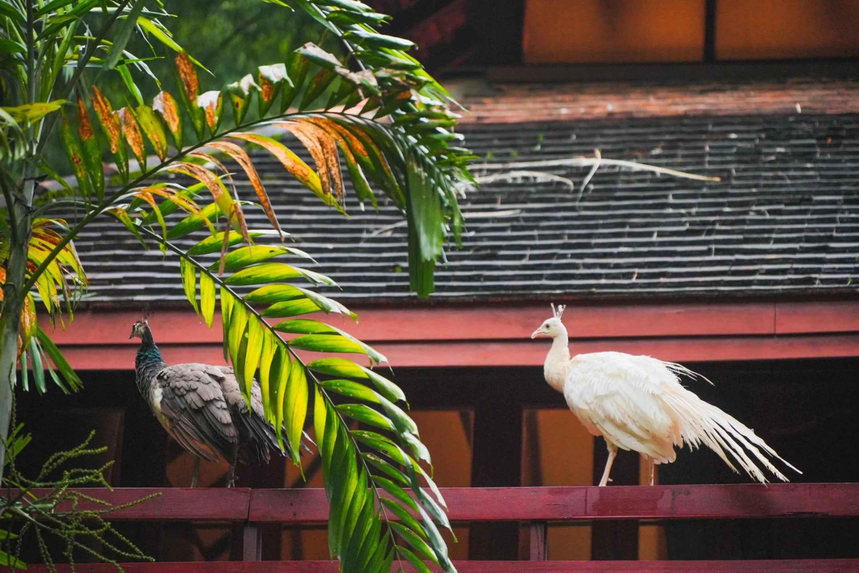 Patio in Sukantara Cascade Resort and Spa