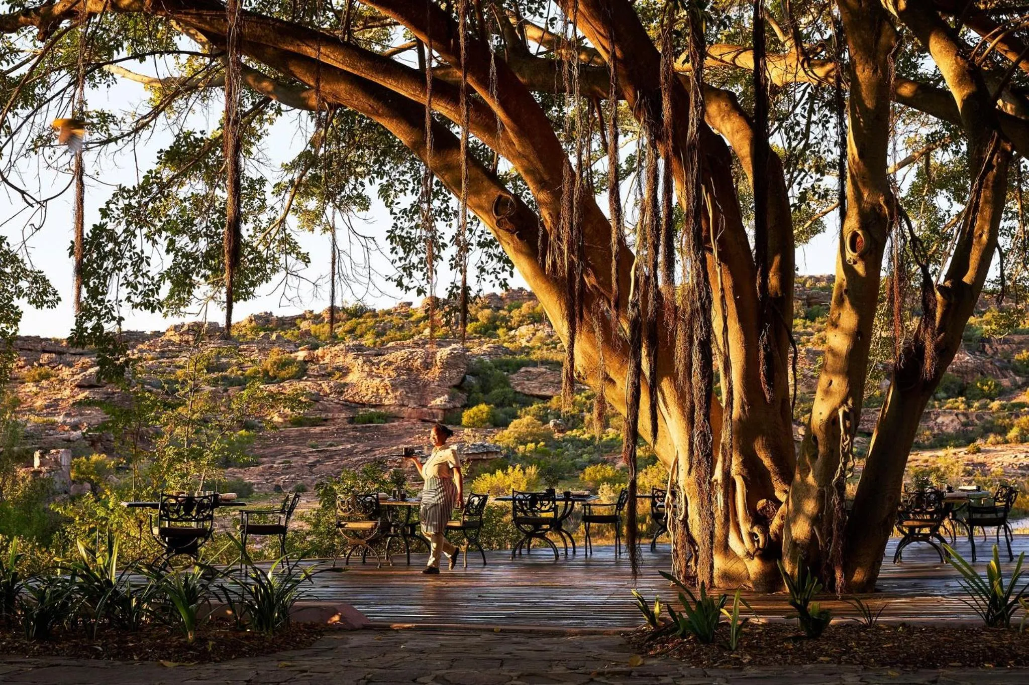 Restaurant/places to eat in Bushmans Kloof Wilderness Reserve and Wellness Retreat