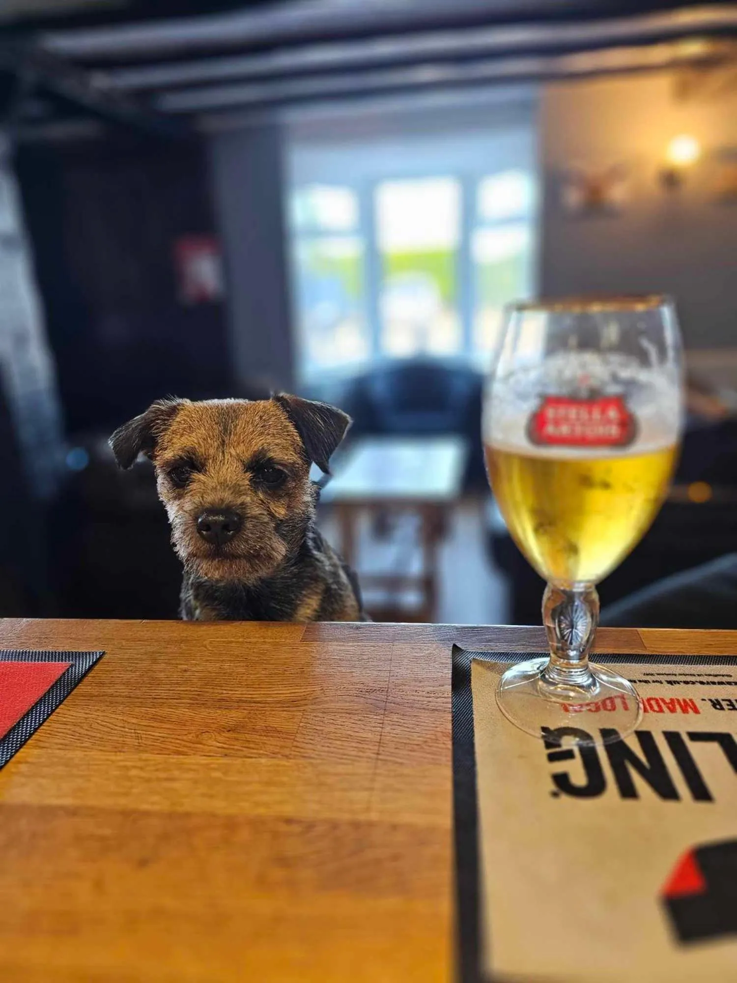 Animals in The Haven Inn Limited