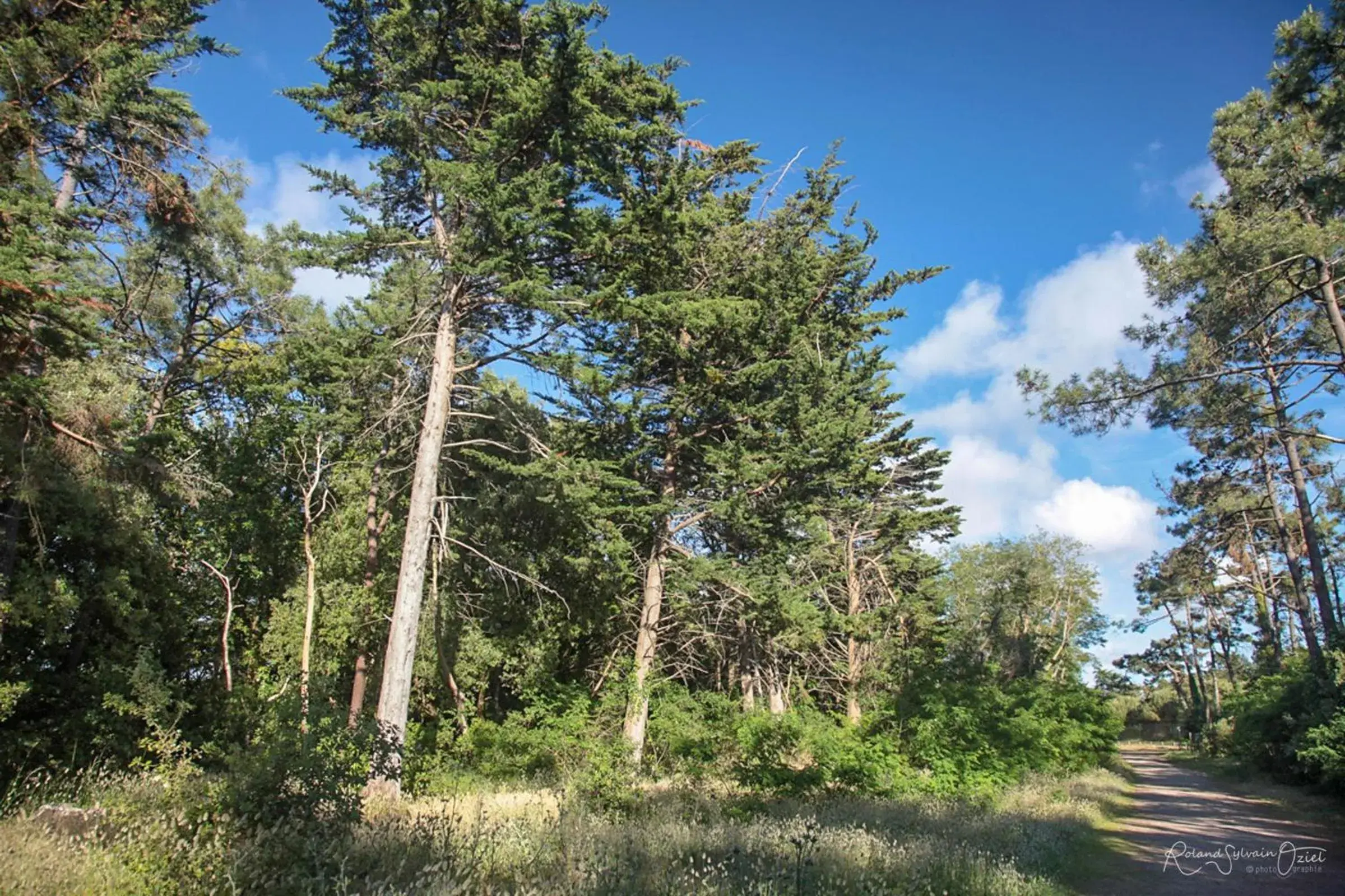 Natural landscape in Hôtel Calme Des Pins & Spa Natural landscape in Hôtel Calme Des Pins & Spa