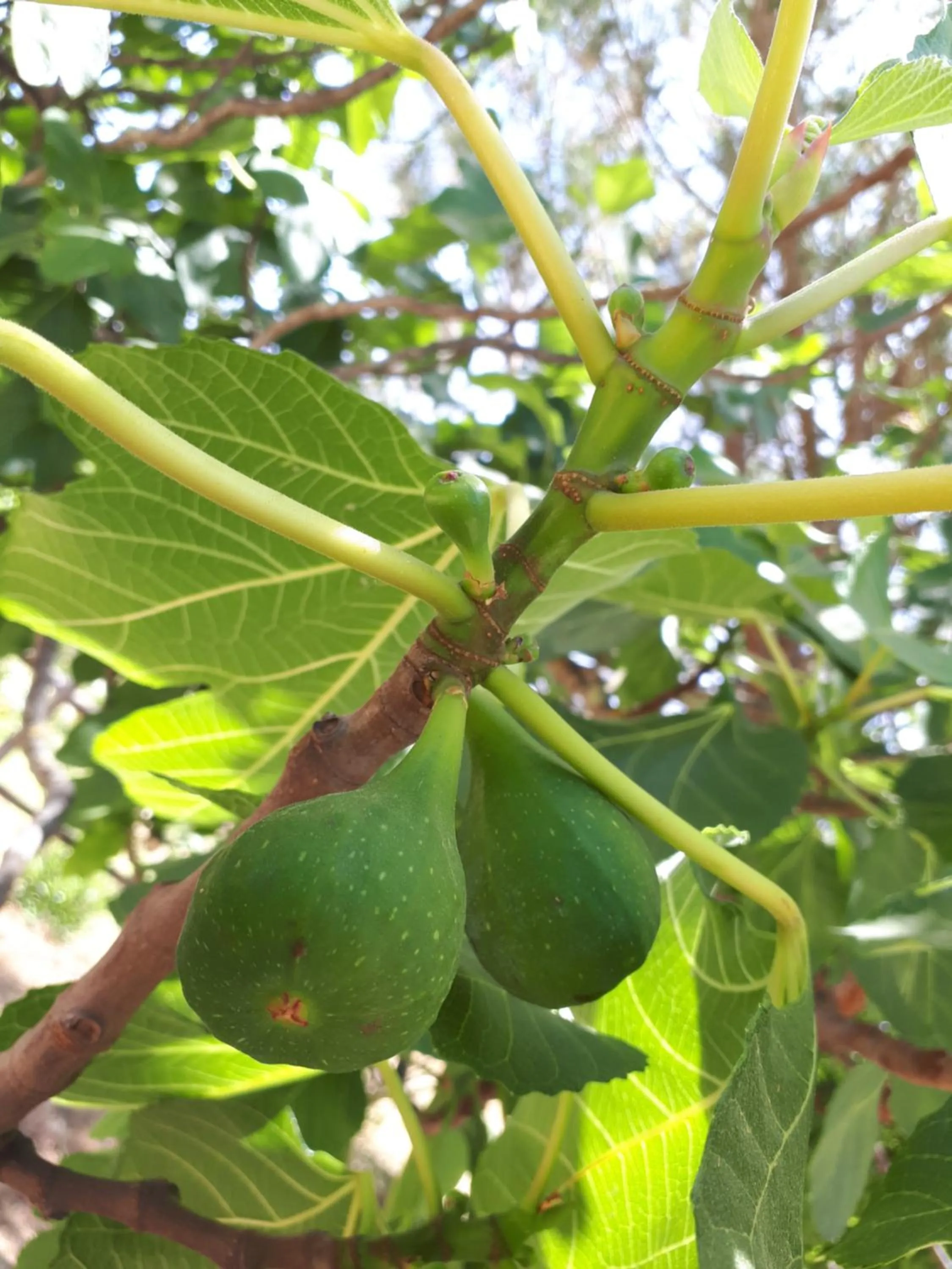 Cortijo Los Conquistadores