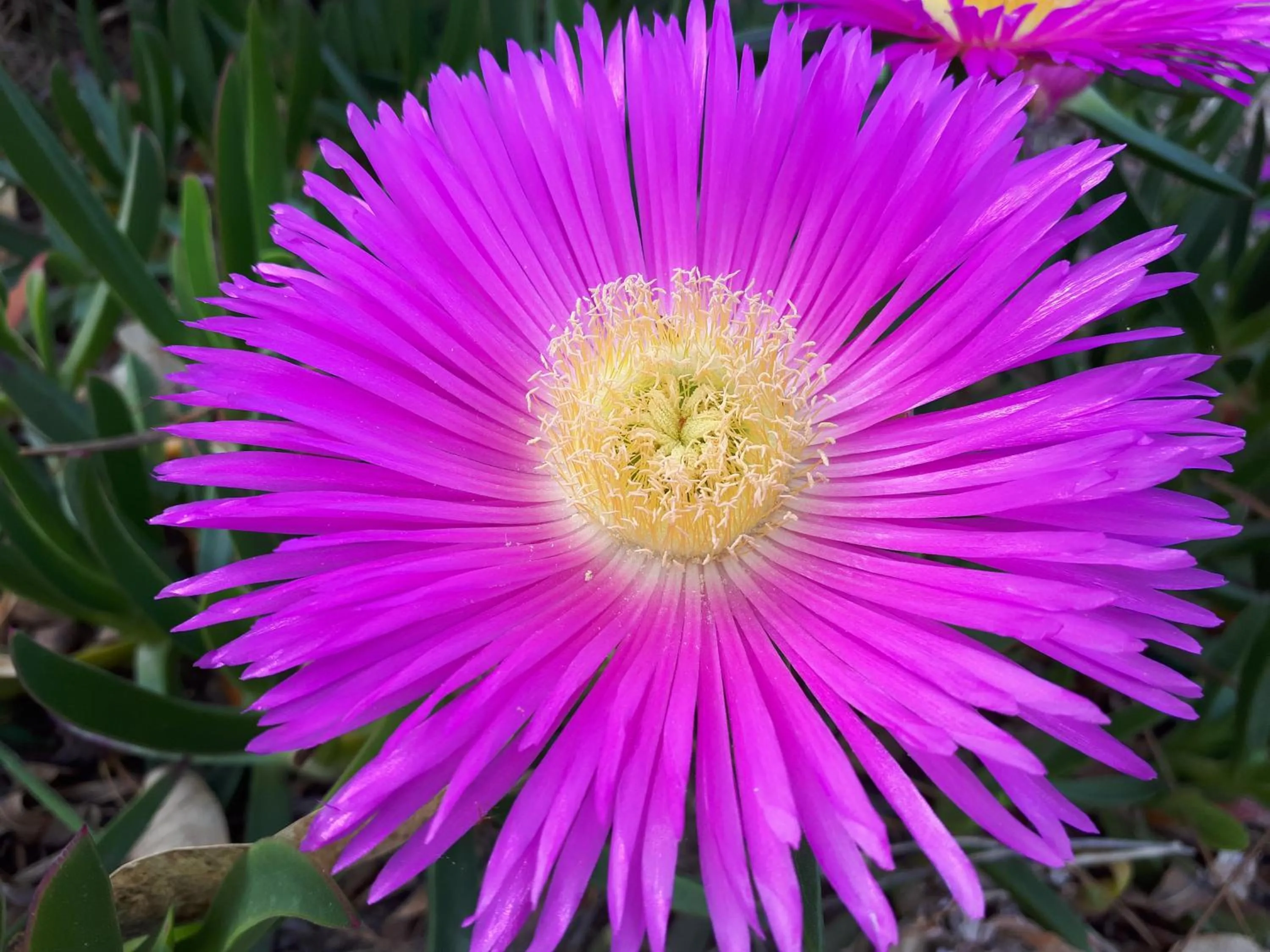 Cortijo Los Conquistadores