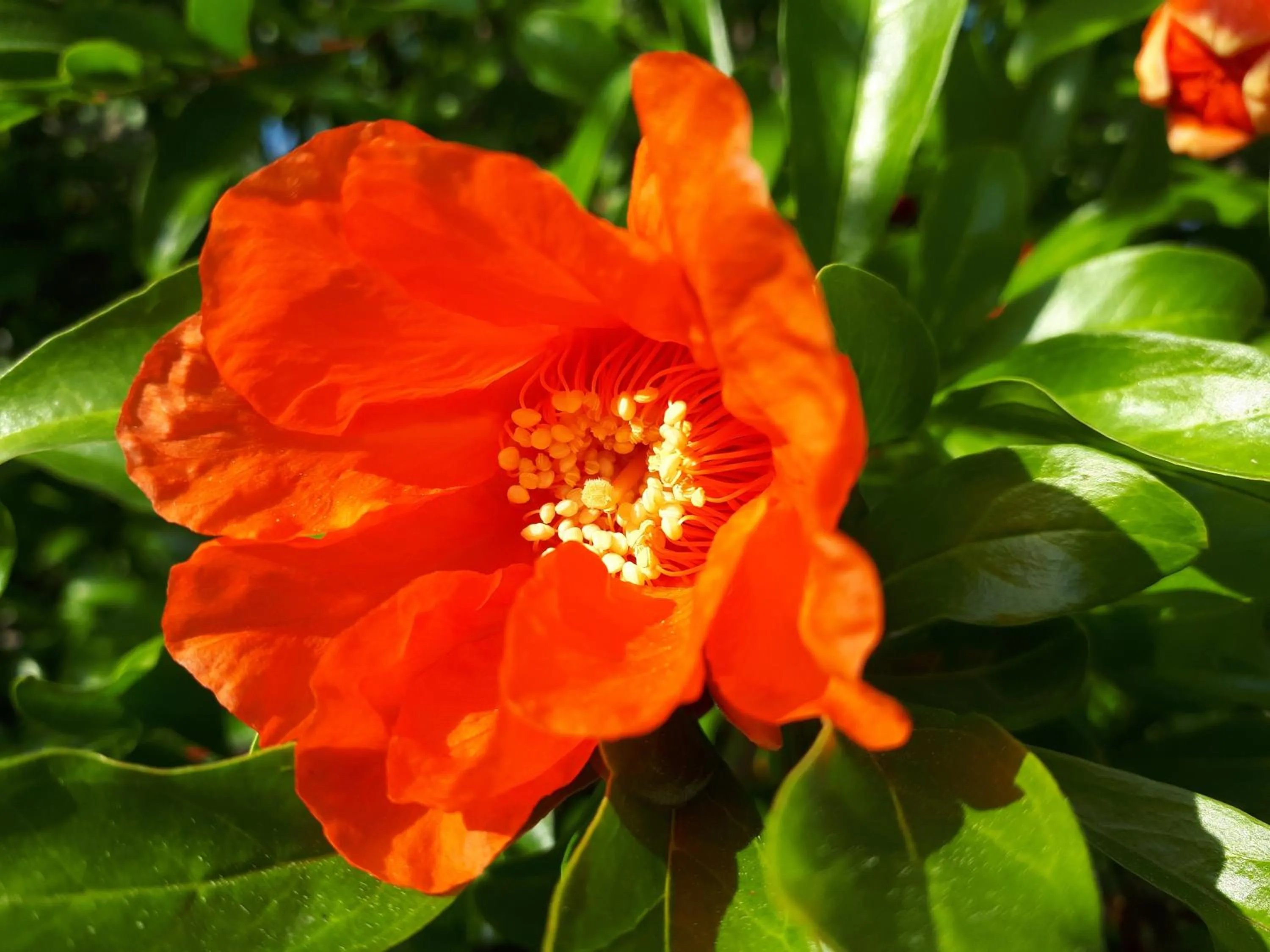 Cortijo Los Conquistadores