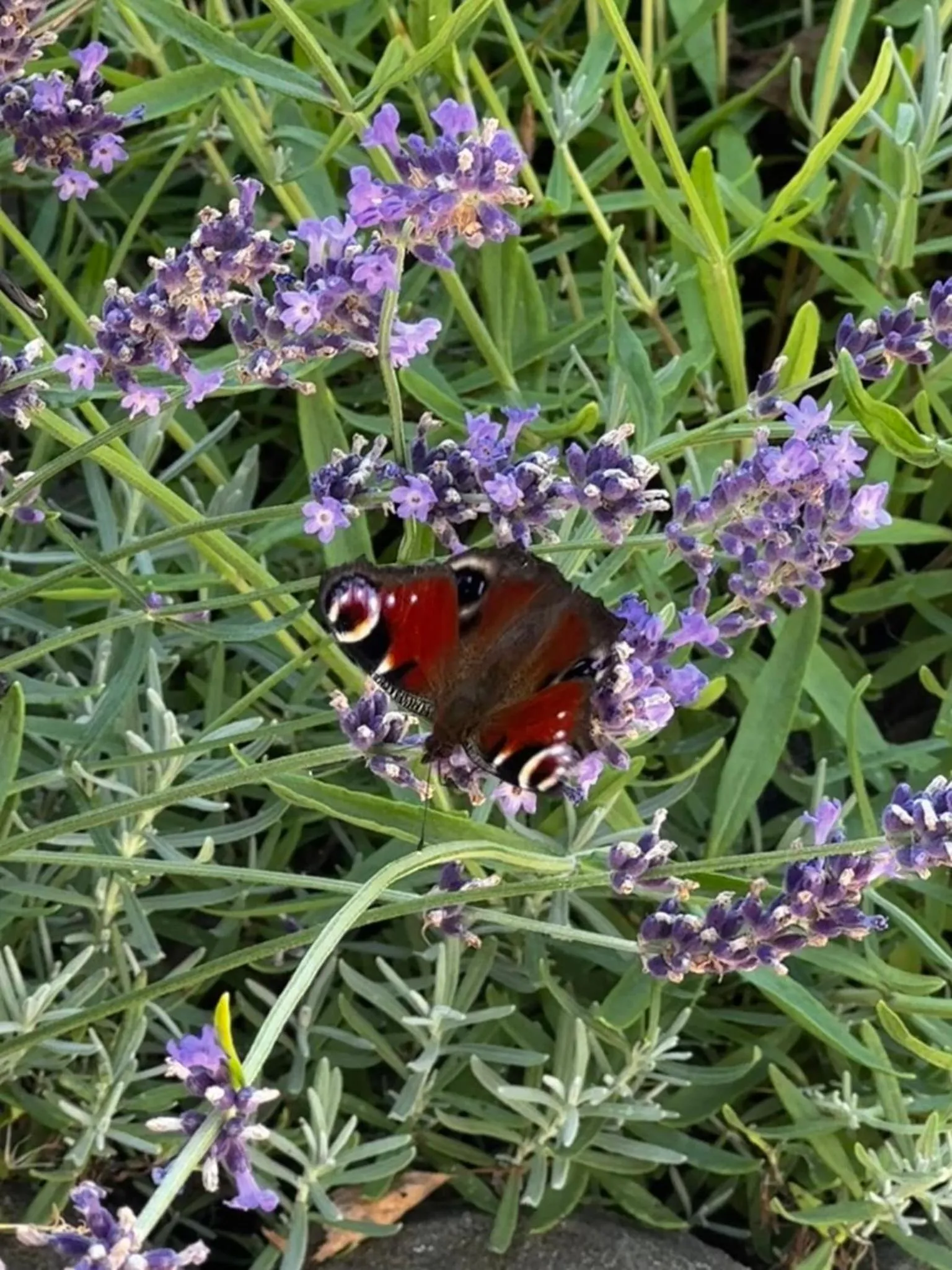 Spring in Hotel Dudek