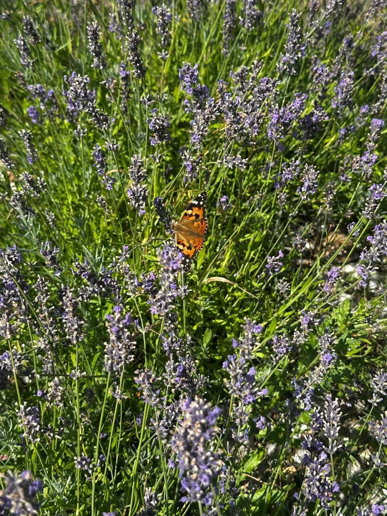 Spring in Hotel Dudek