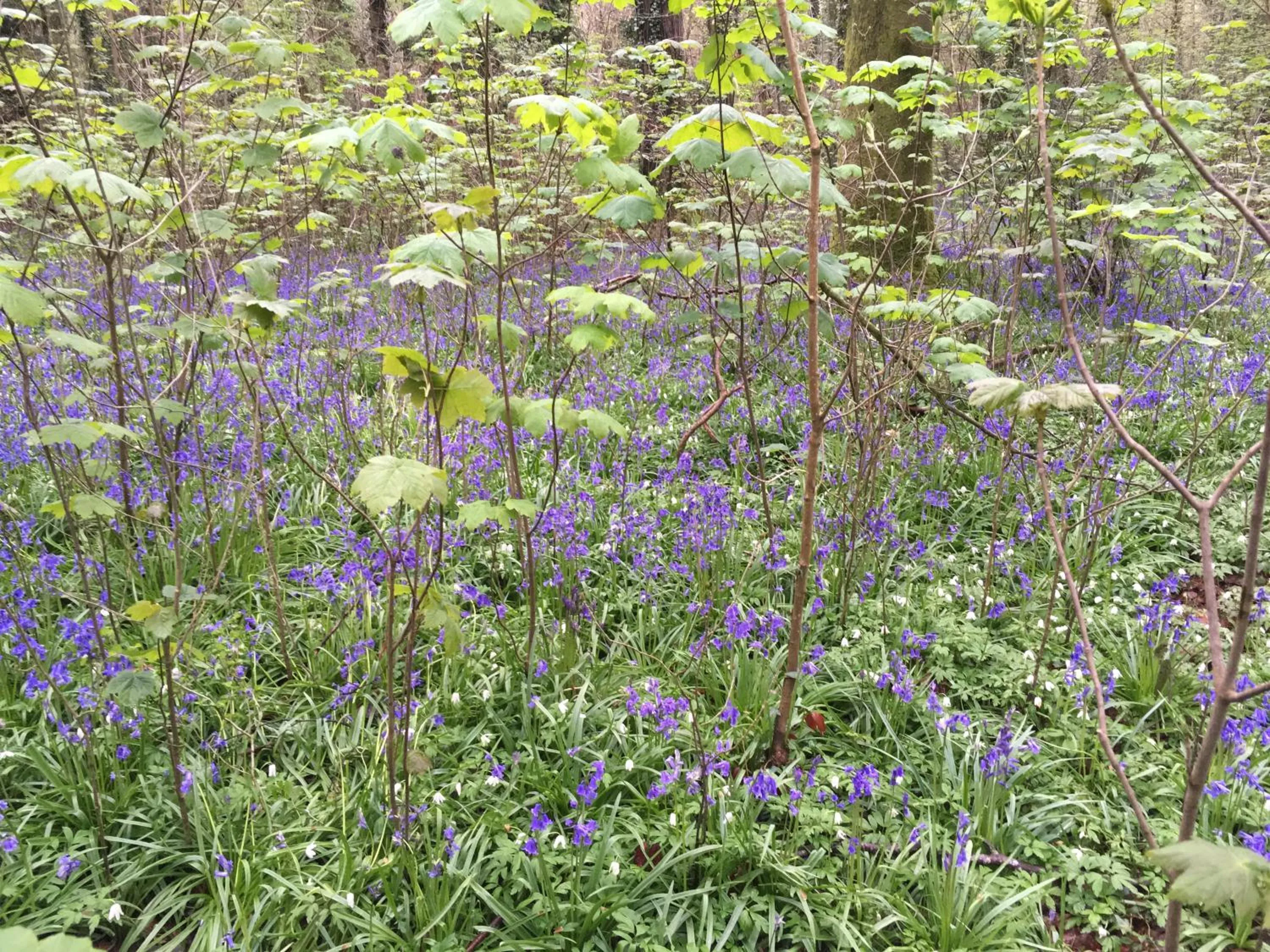 Woodlands Cottage Farm