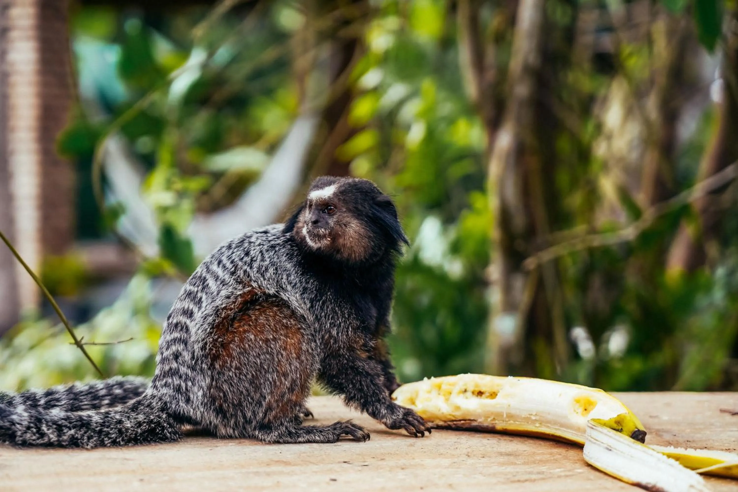Garden view in Aqualtune Pousada