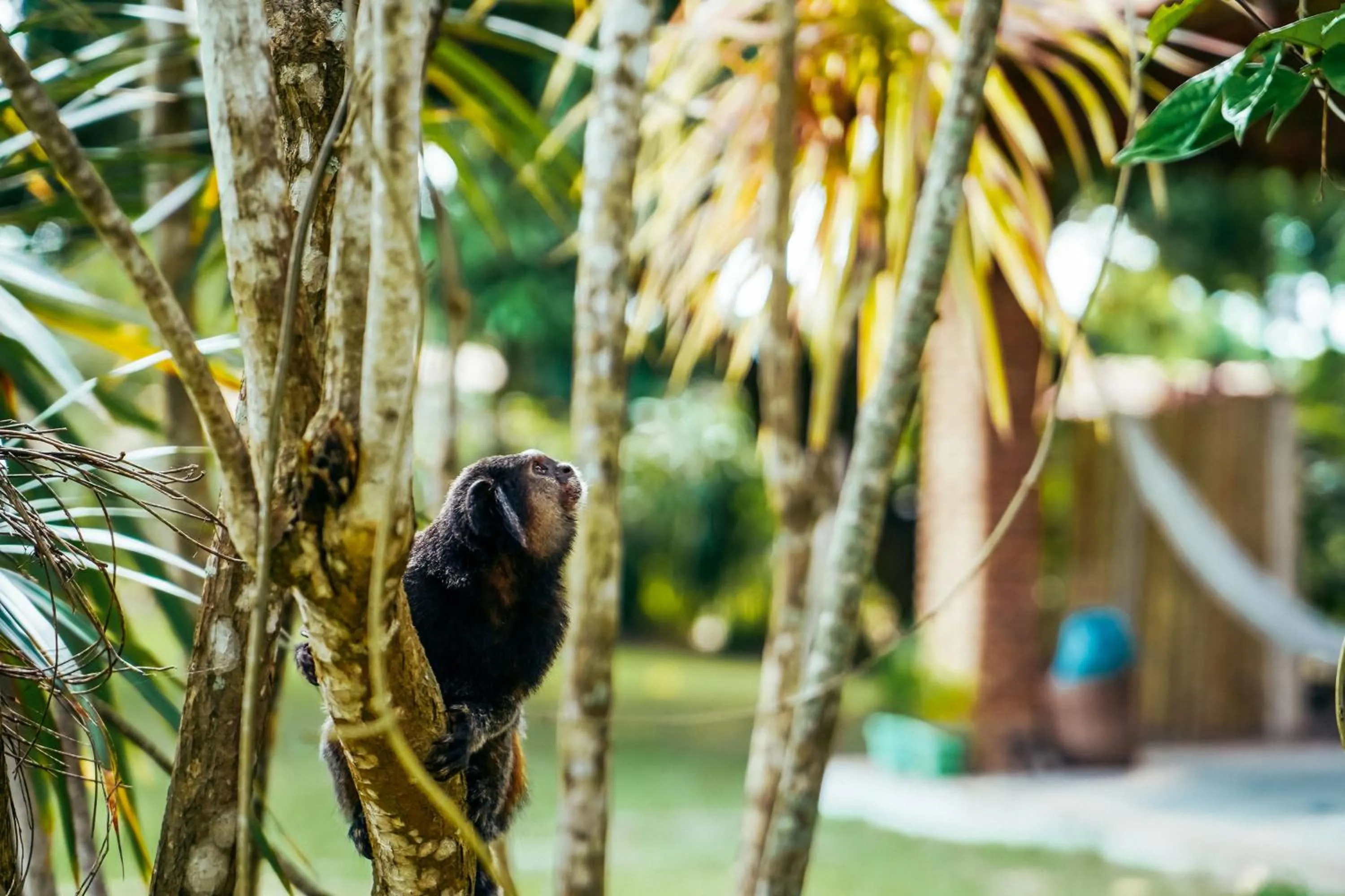 Garden view in Aqualtune Pousada