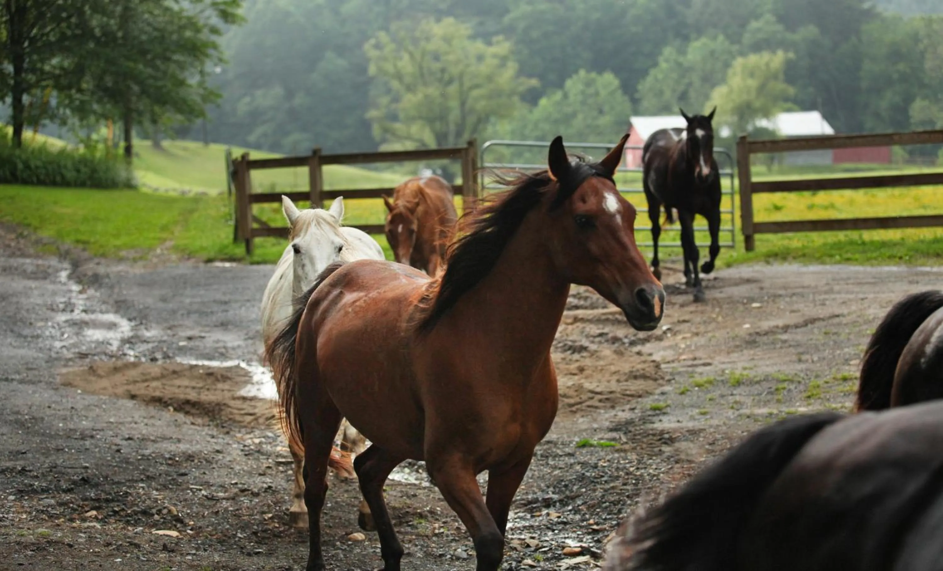 Horse-riding in Springmaid Mountain Retreat & Stables