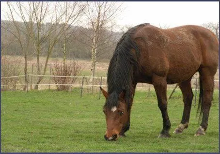 Pets in Manoir de la Chapelle