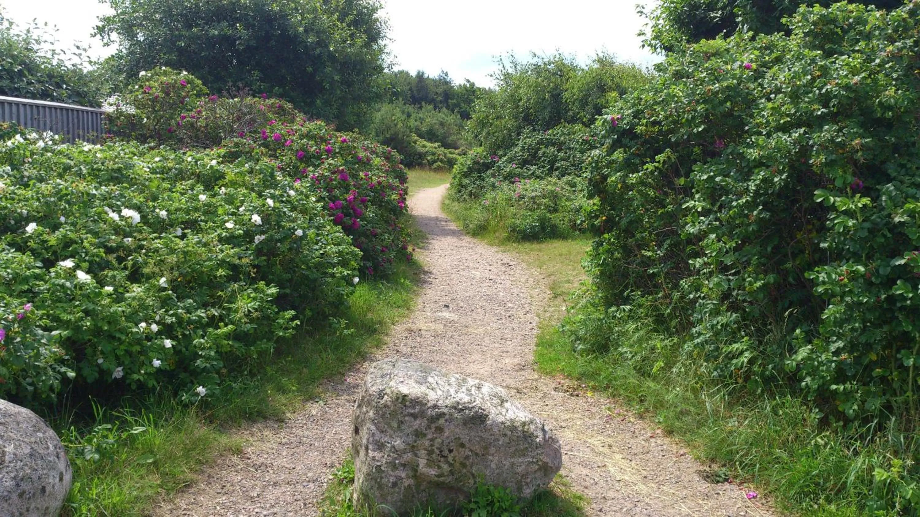 Natural landscape in Vejby Strand Hotel