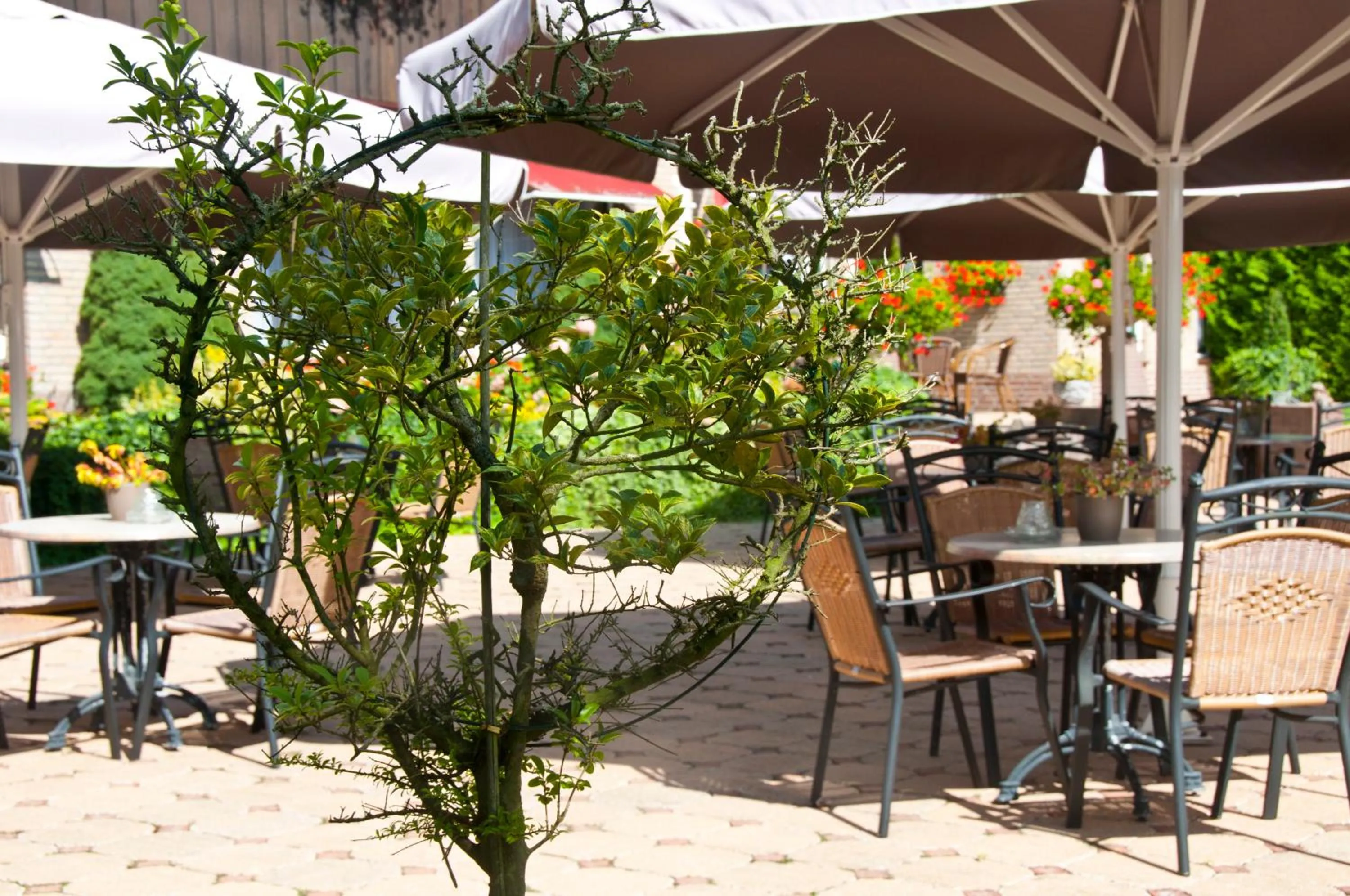 Garden in Hotel Steensel