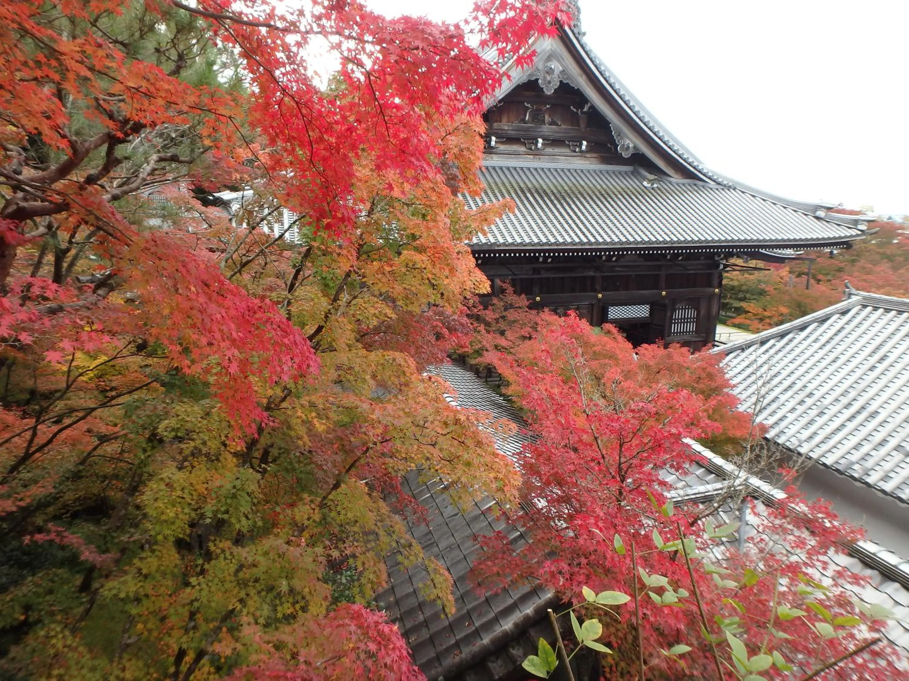 Autumn in Kyo No Yado Nishioji inn