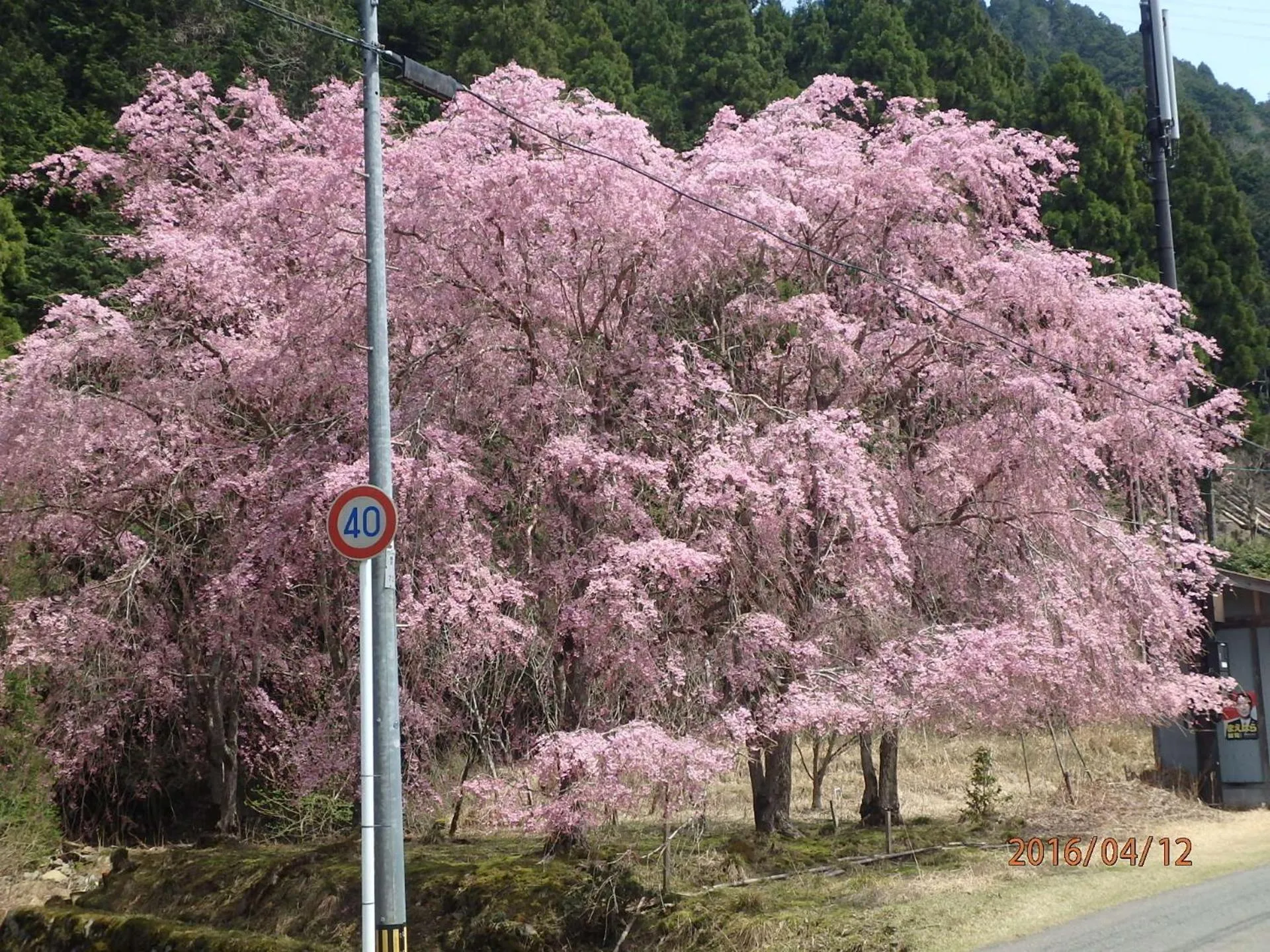 Spring in Kyo No Yado Nishioji inn