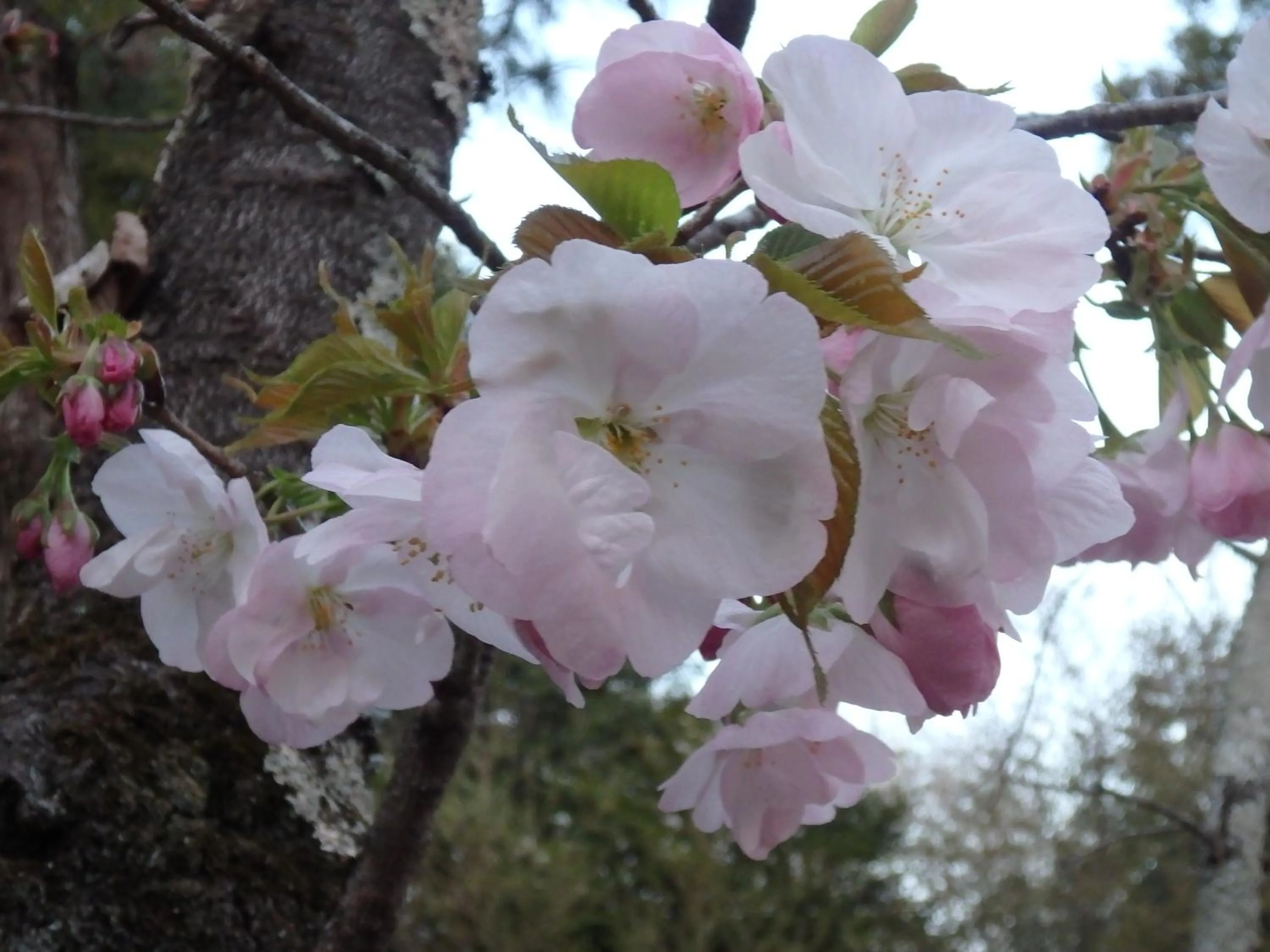 Spring in Kyo No Yado Nishioji inn
