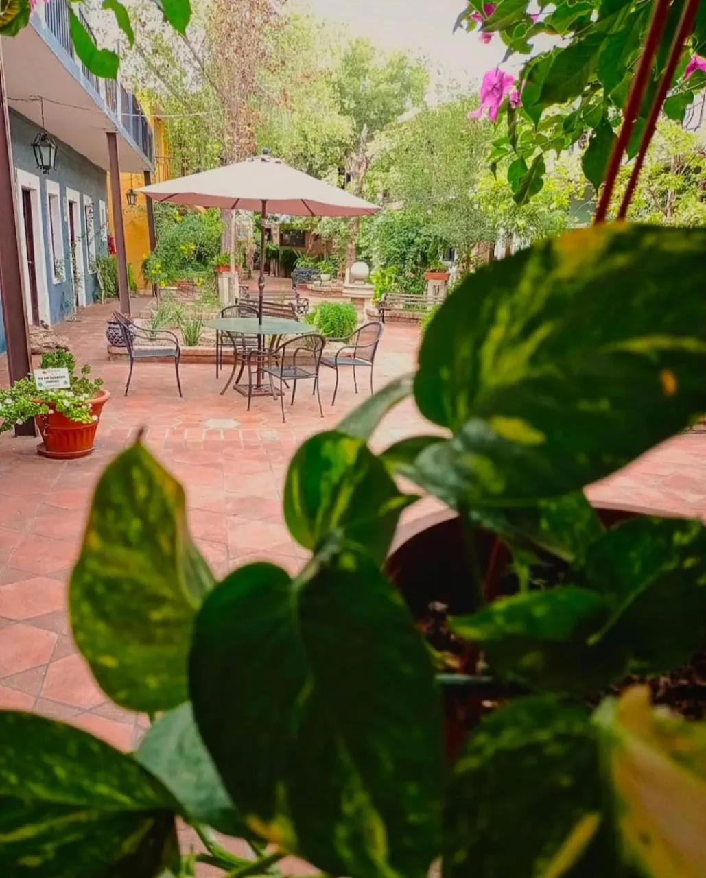 Garden in Hotel Olimpia Centro Histórico