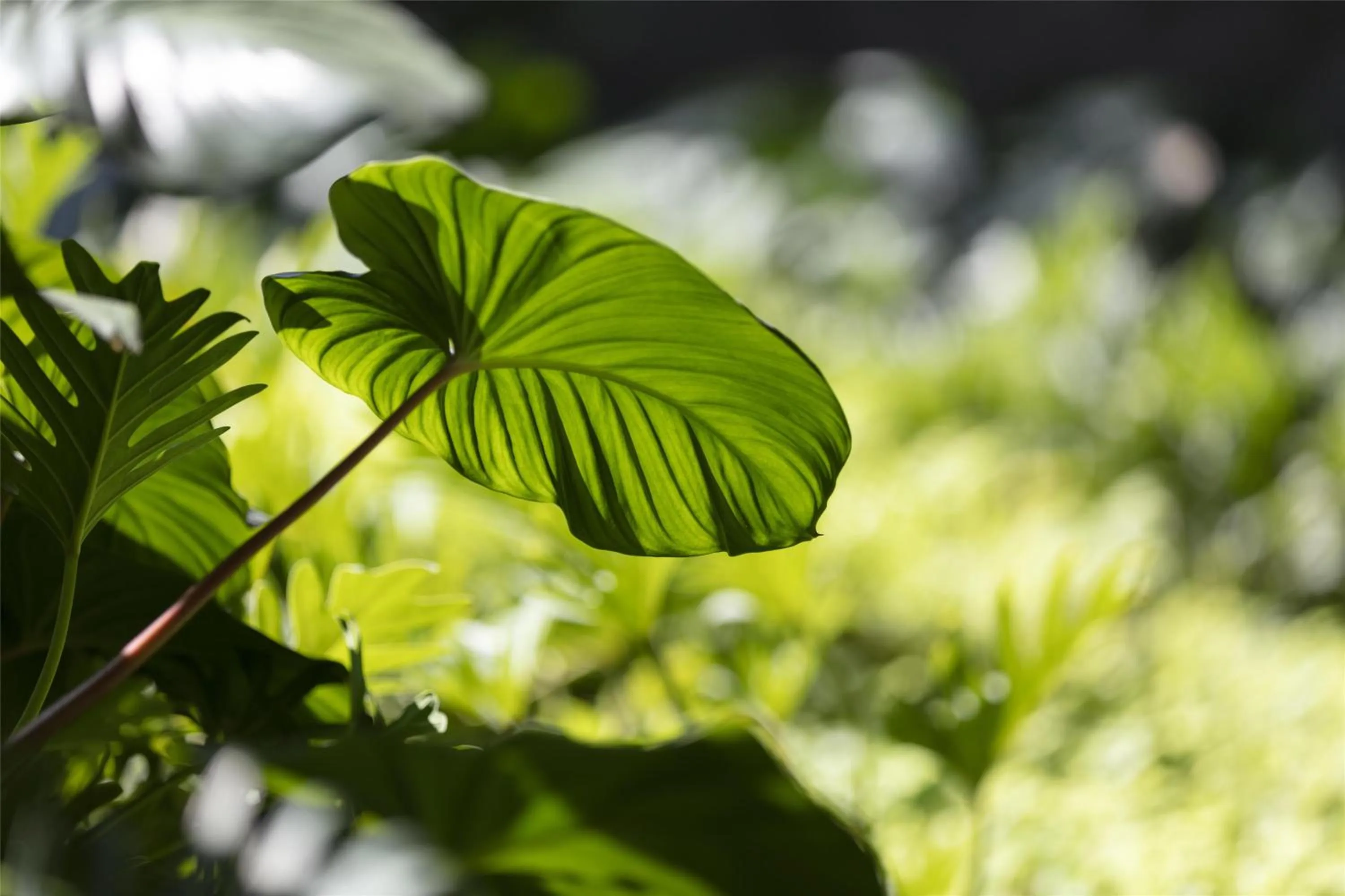 Other in Sindhorn Kempinski Hotel Bangkok