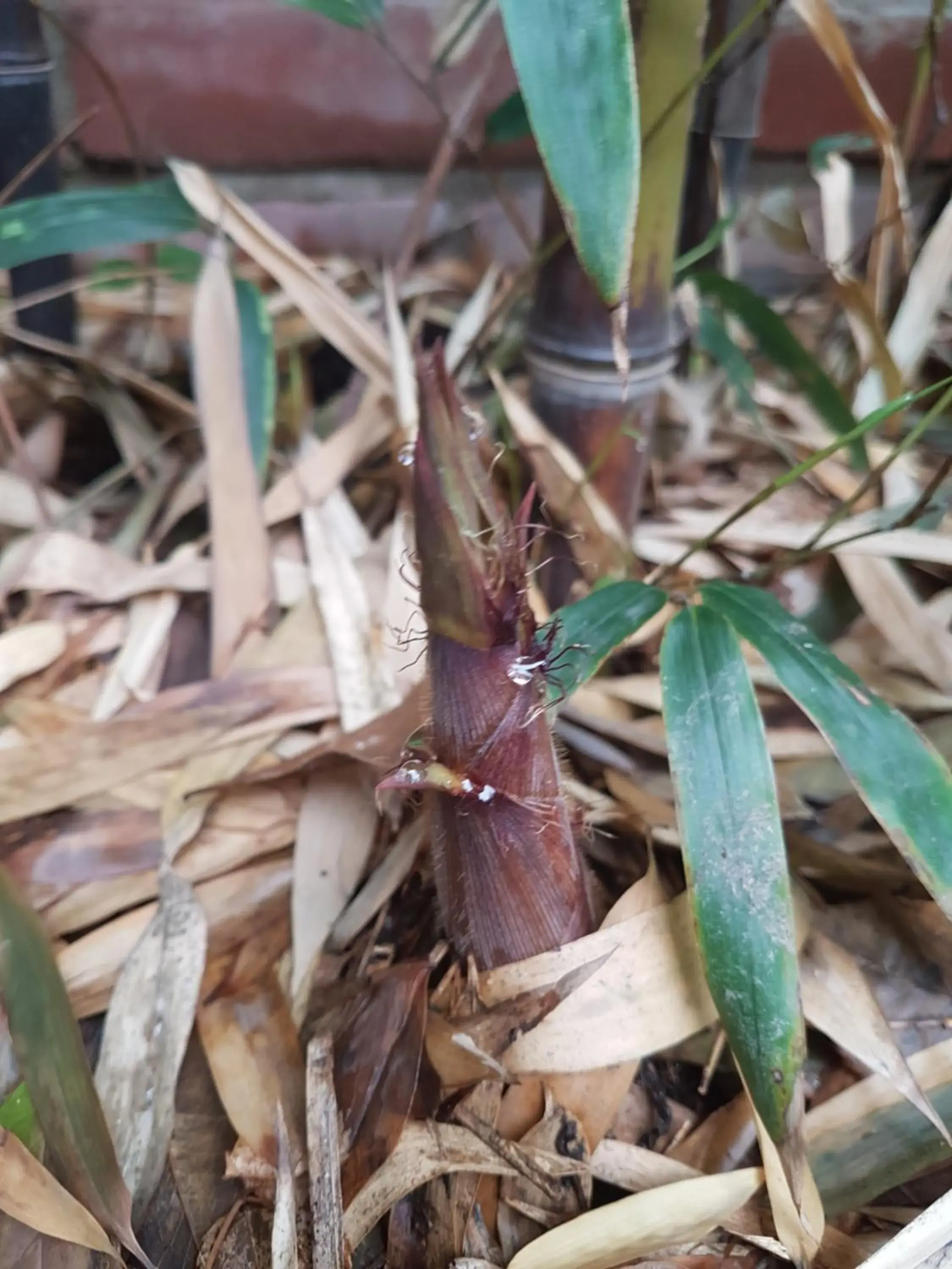 Gongsimga Hanok Guesthouse Gongsimga Hanok Guesthouse