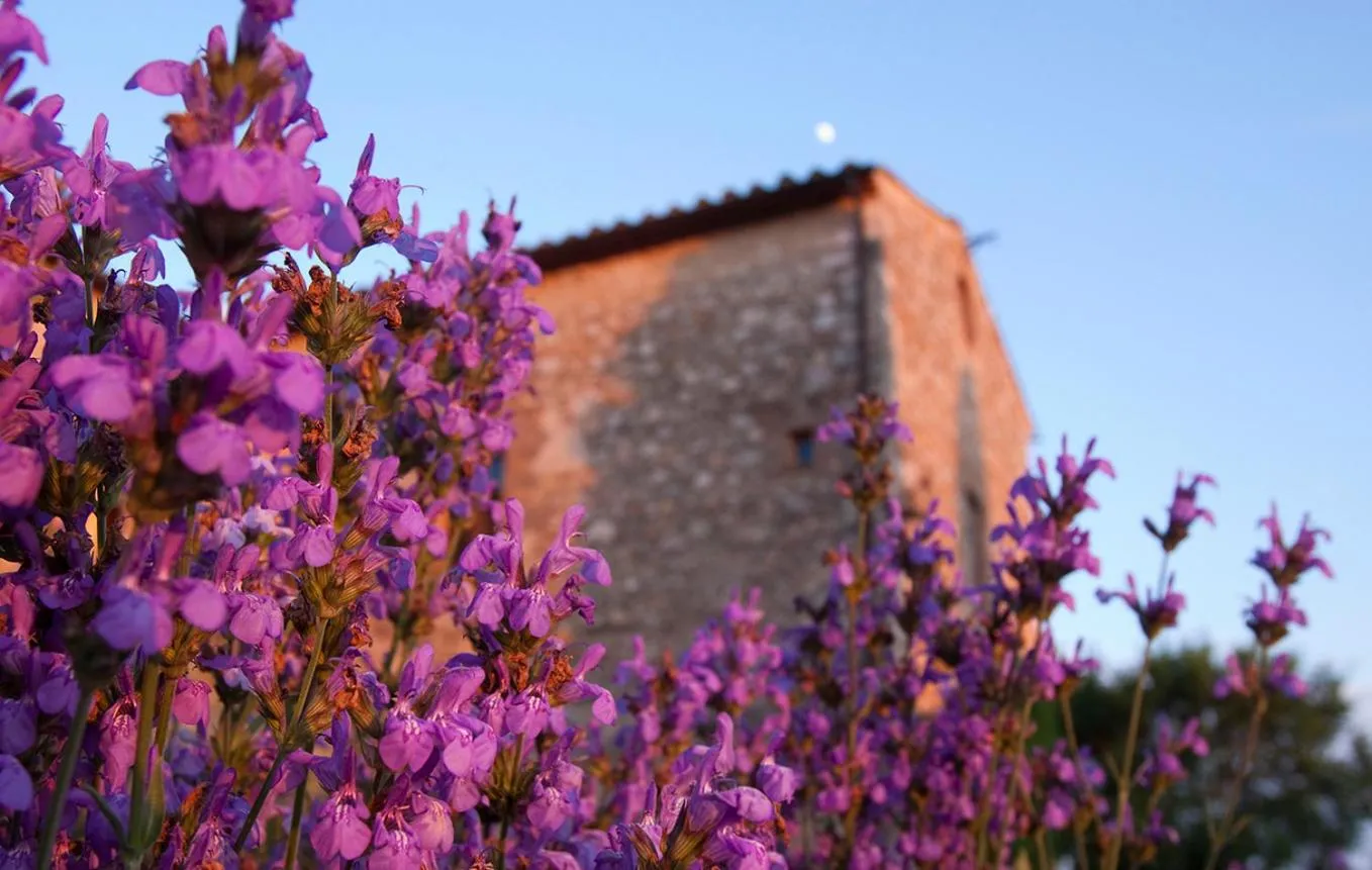 Garden in Villa Montecastello
