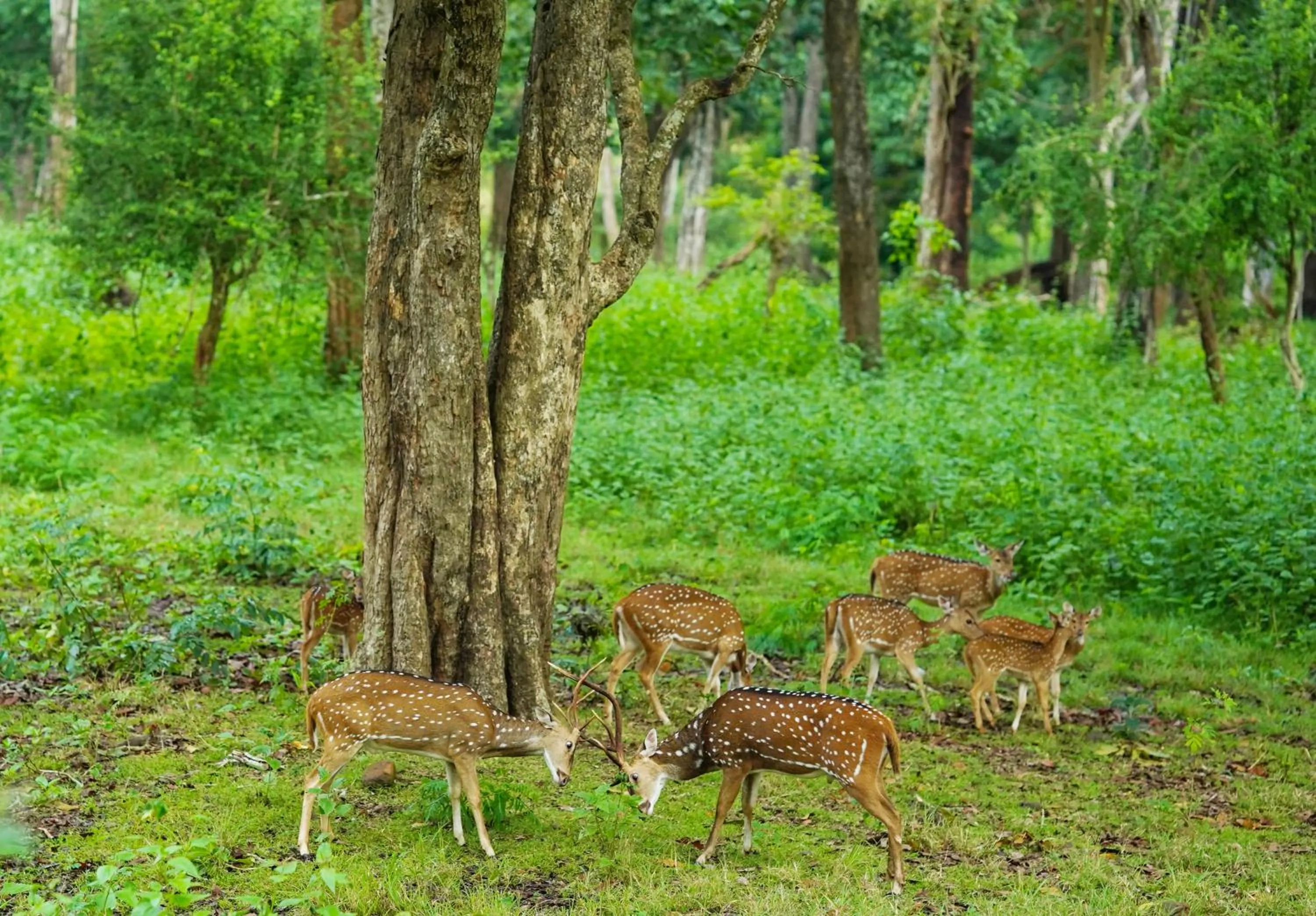 Activities in Kuruva Island Resort And Spa - By KABINI BREEZE