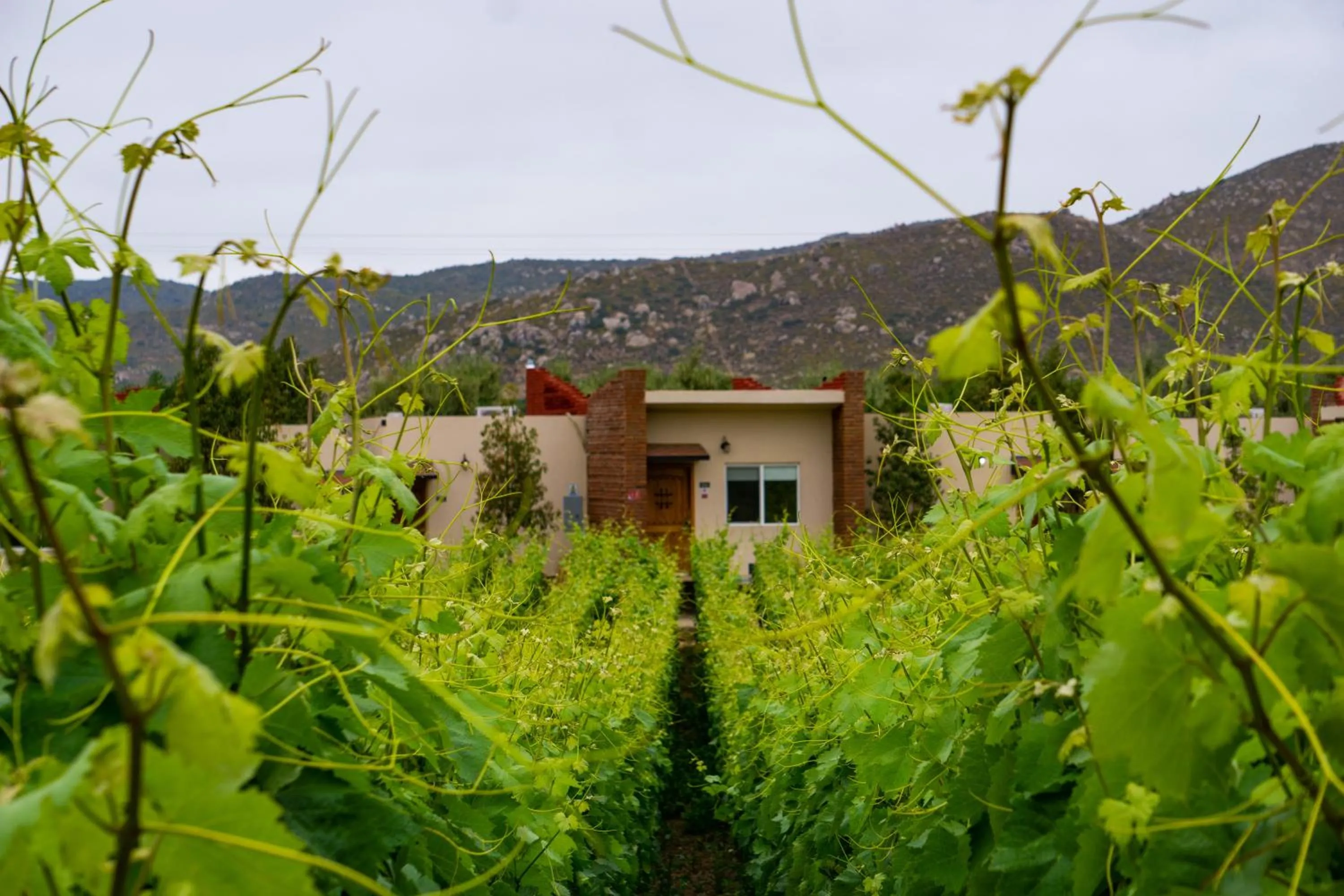 Garden view in OJO AZUL RESORT