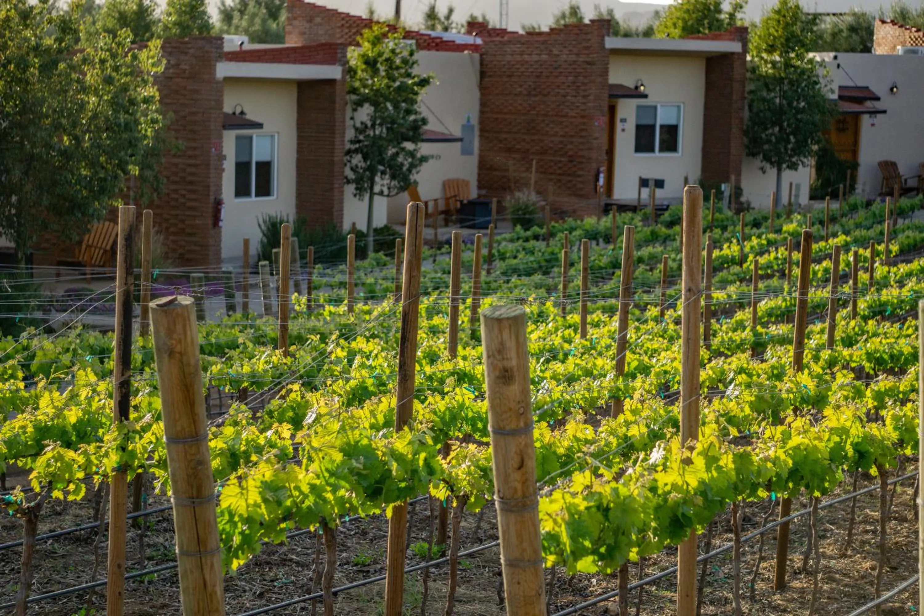Garden view in OJO AZUL RESORT